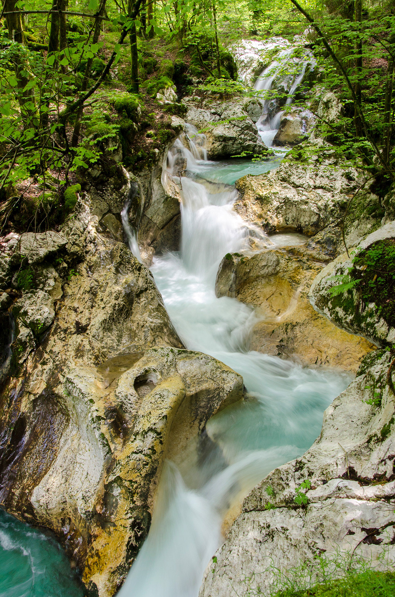 Šunikov vodni gaj, Lepena