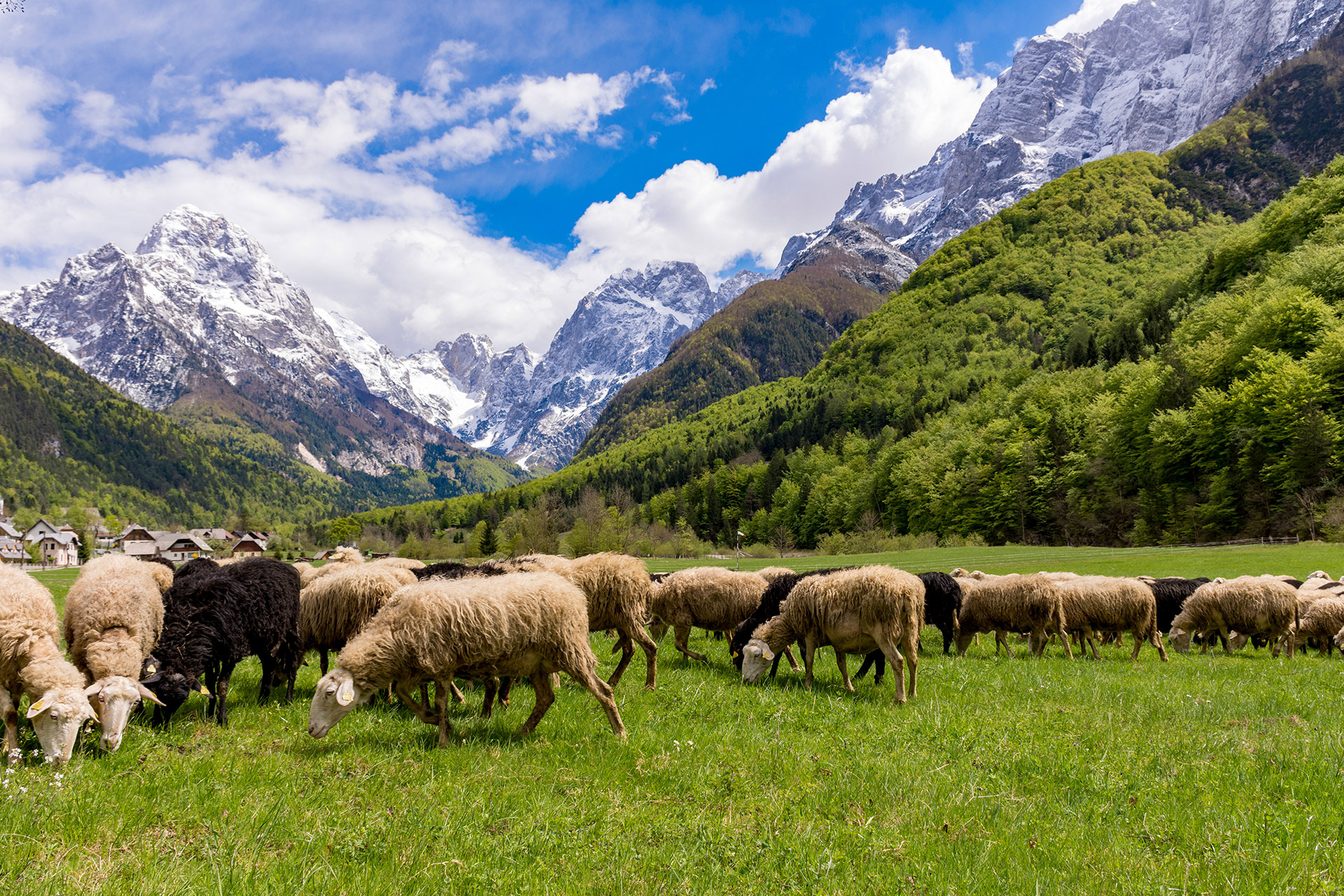 Bovška ovca, Log pod Mangartom