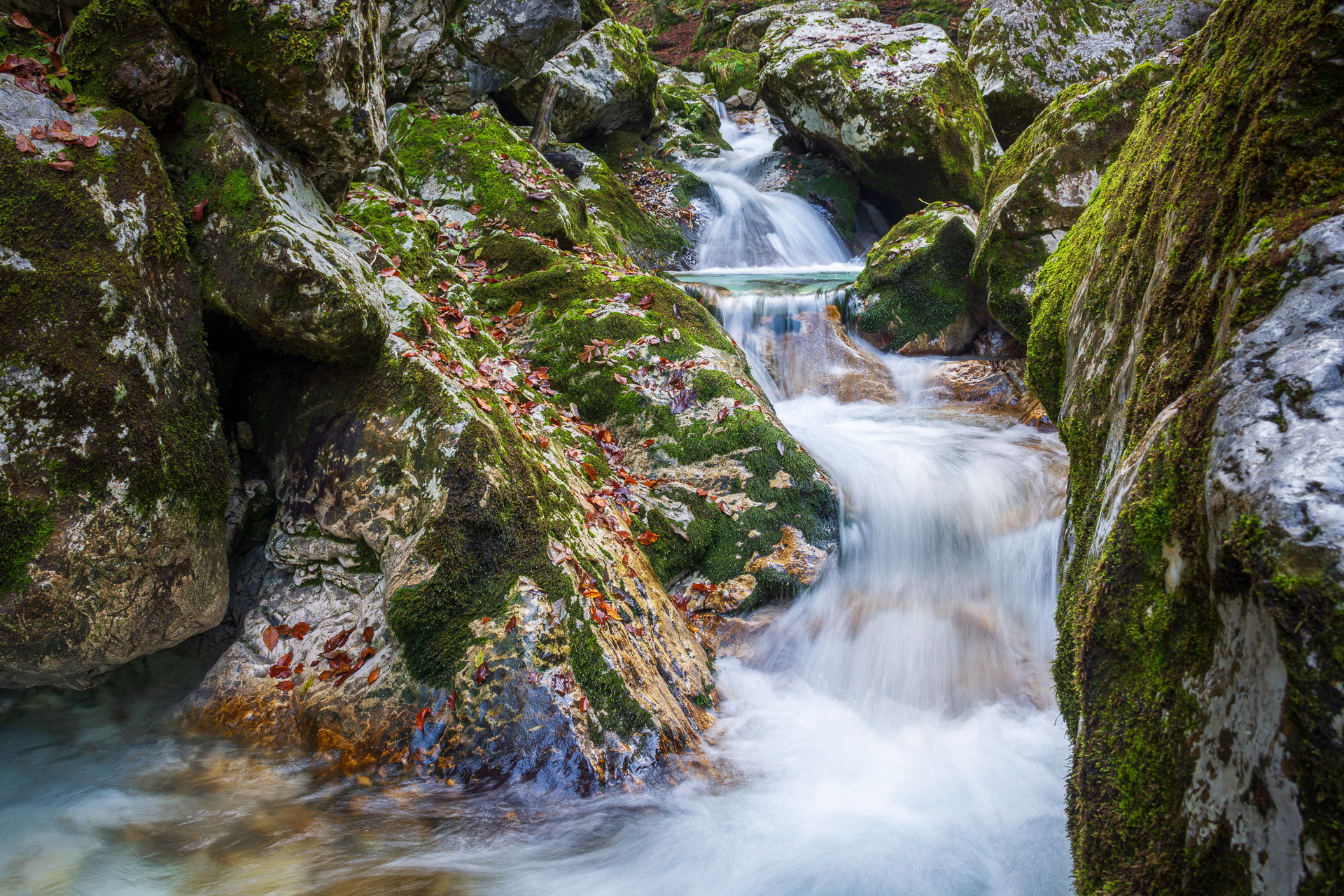 Šunikov vodni gaj, Lepena