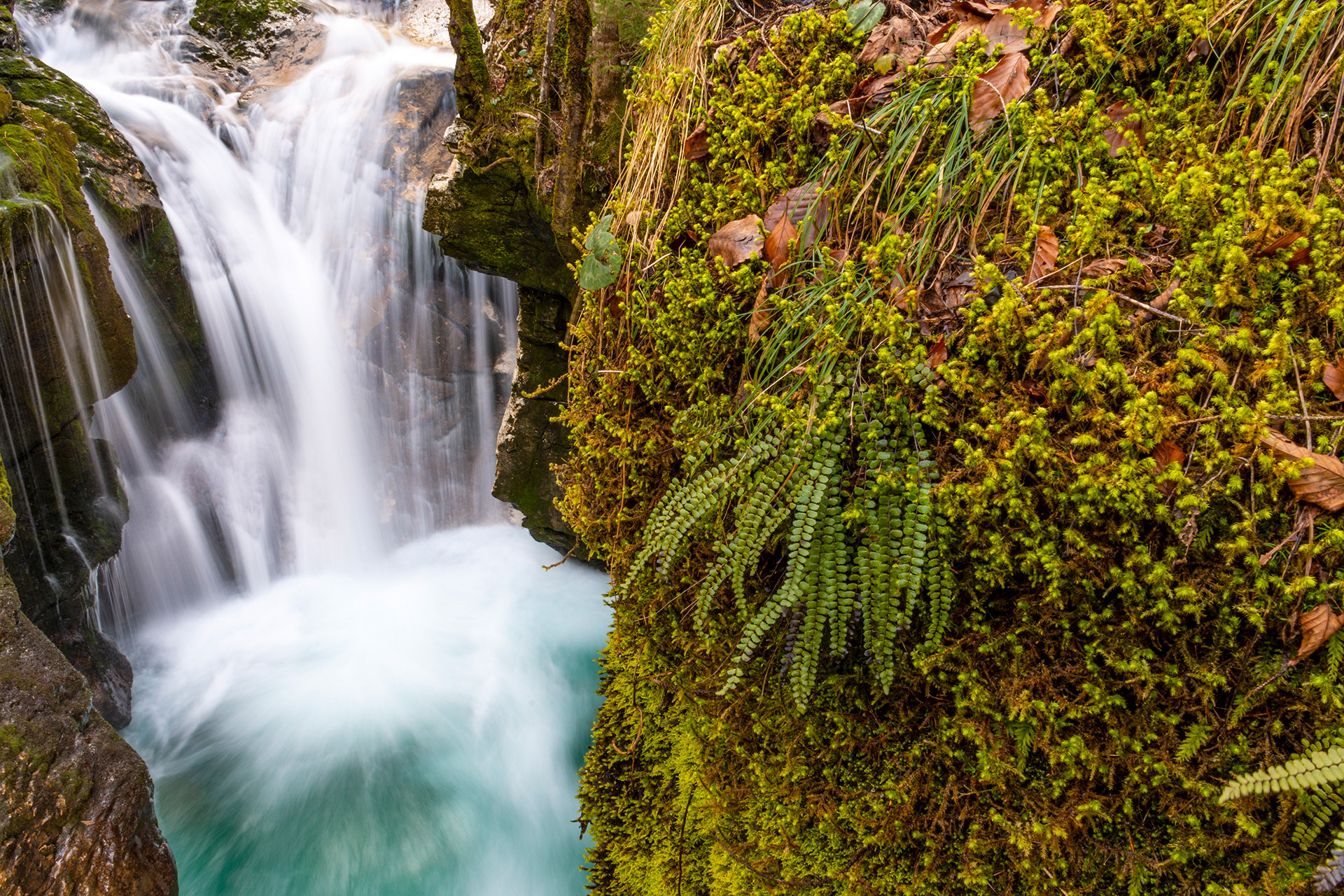 Šunikov vodni gaj, Lepena