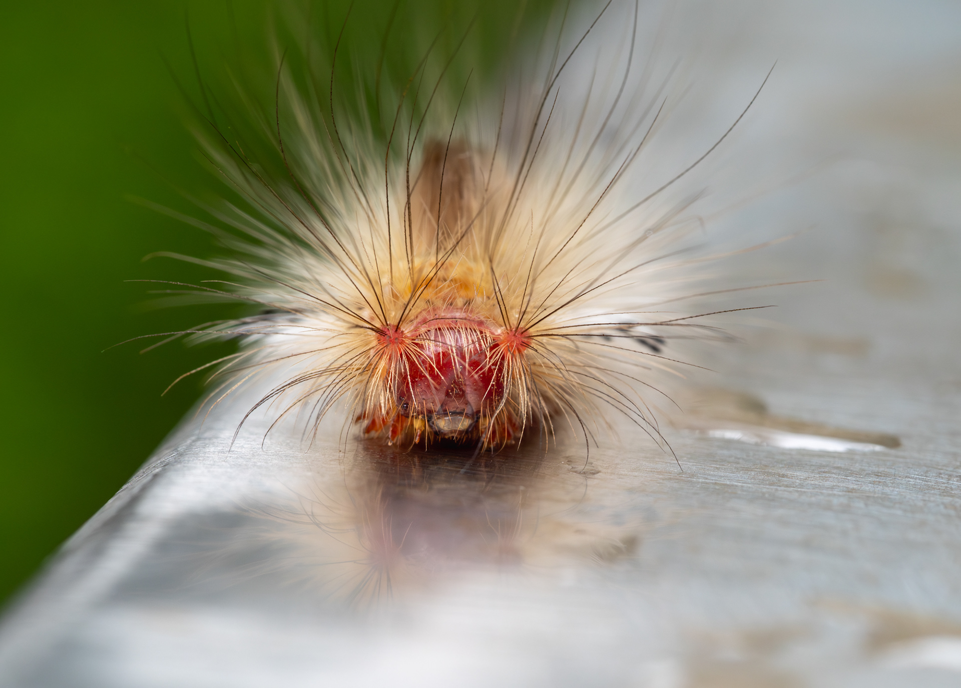 Painted apple caterpillar 
