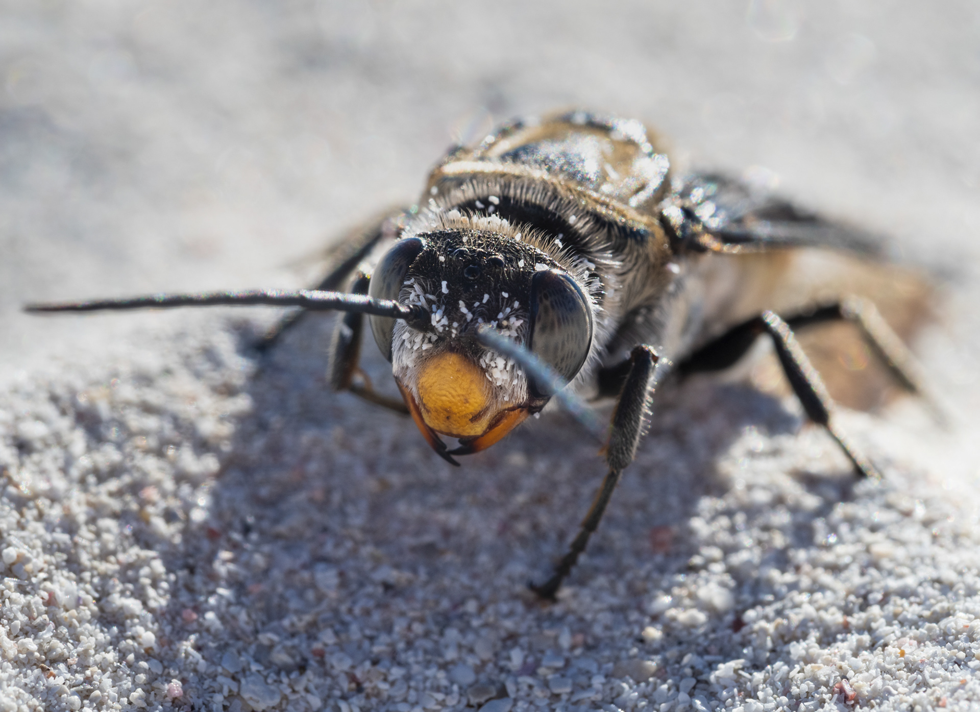 Sand wasp