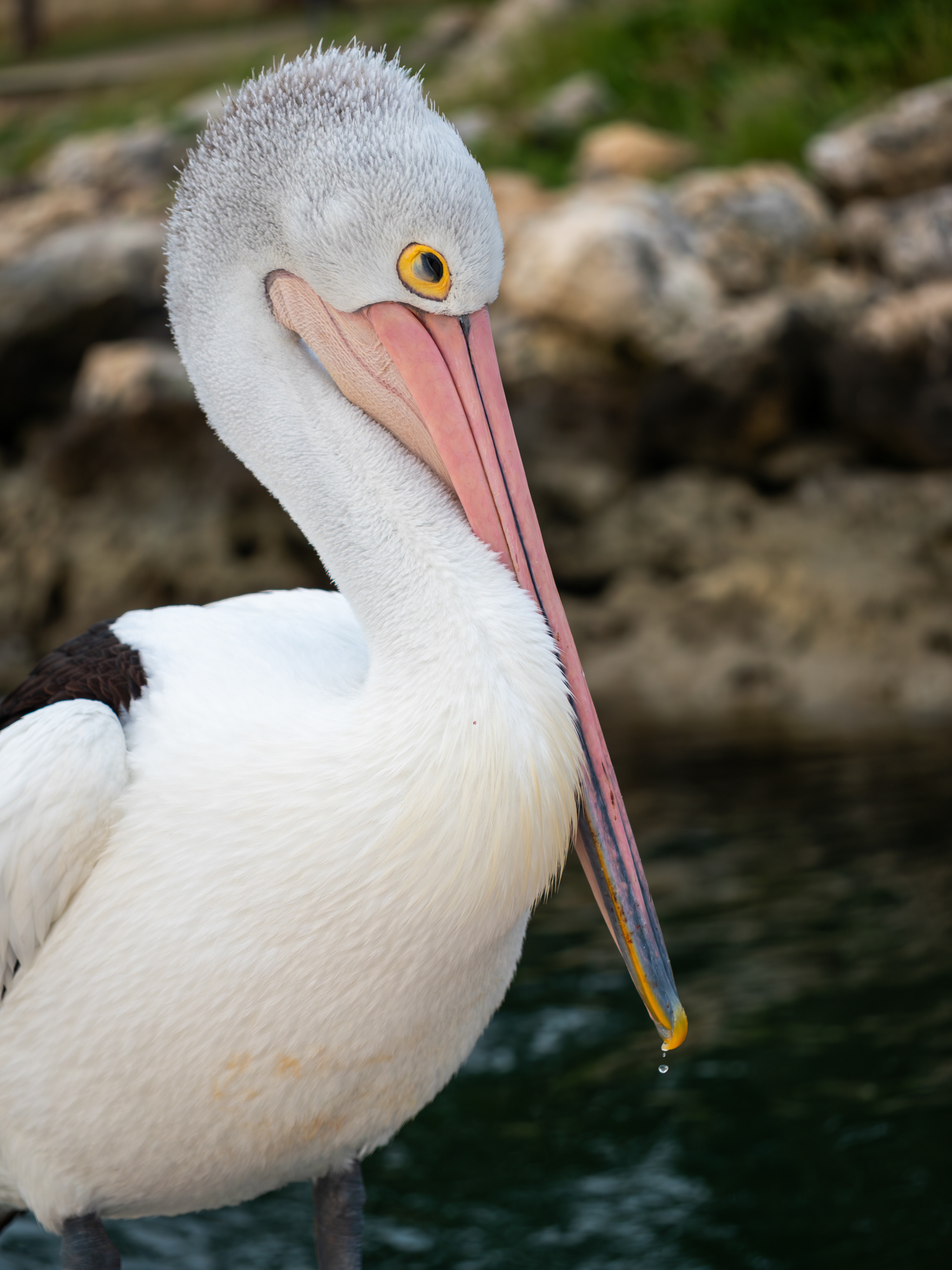 Australian Pelican