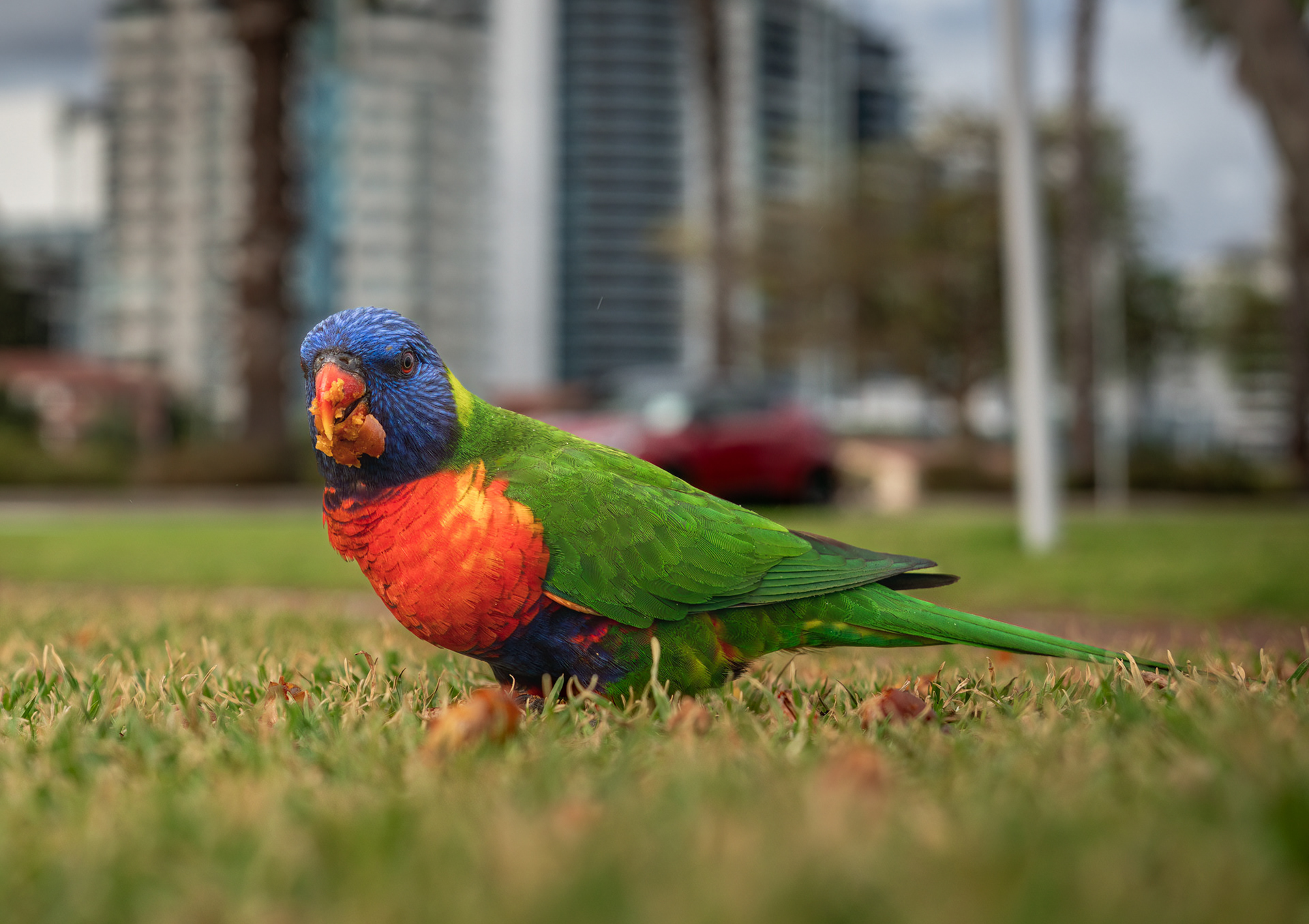 Australian rainbow lorikeet