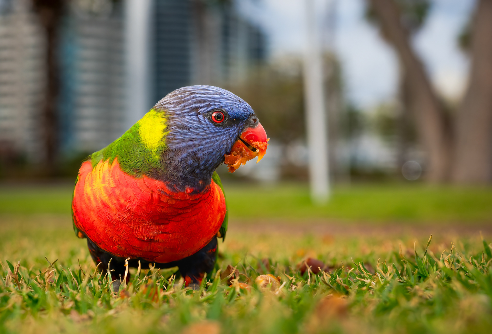 Australian rainbow lorikeet