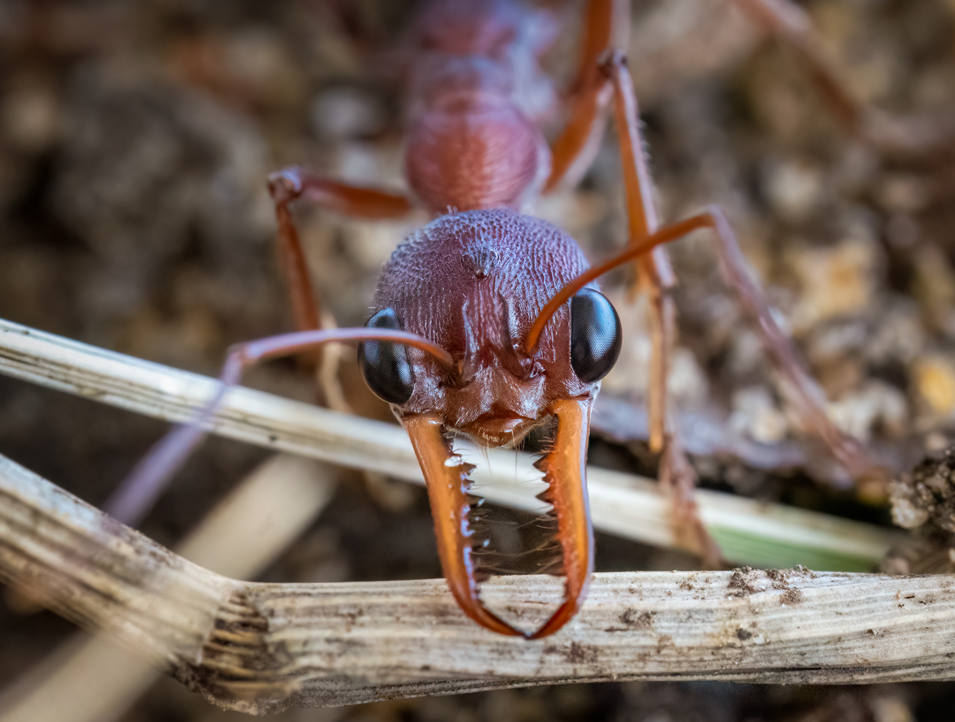 Australian bullant