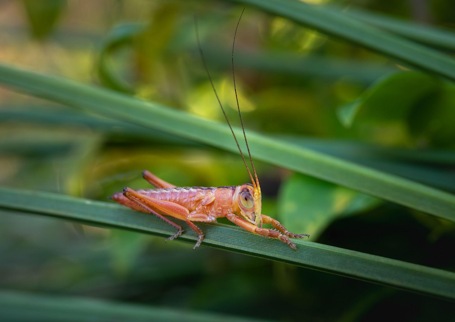 Orange cricket nimph