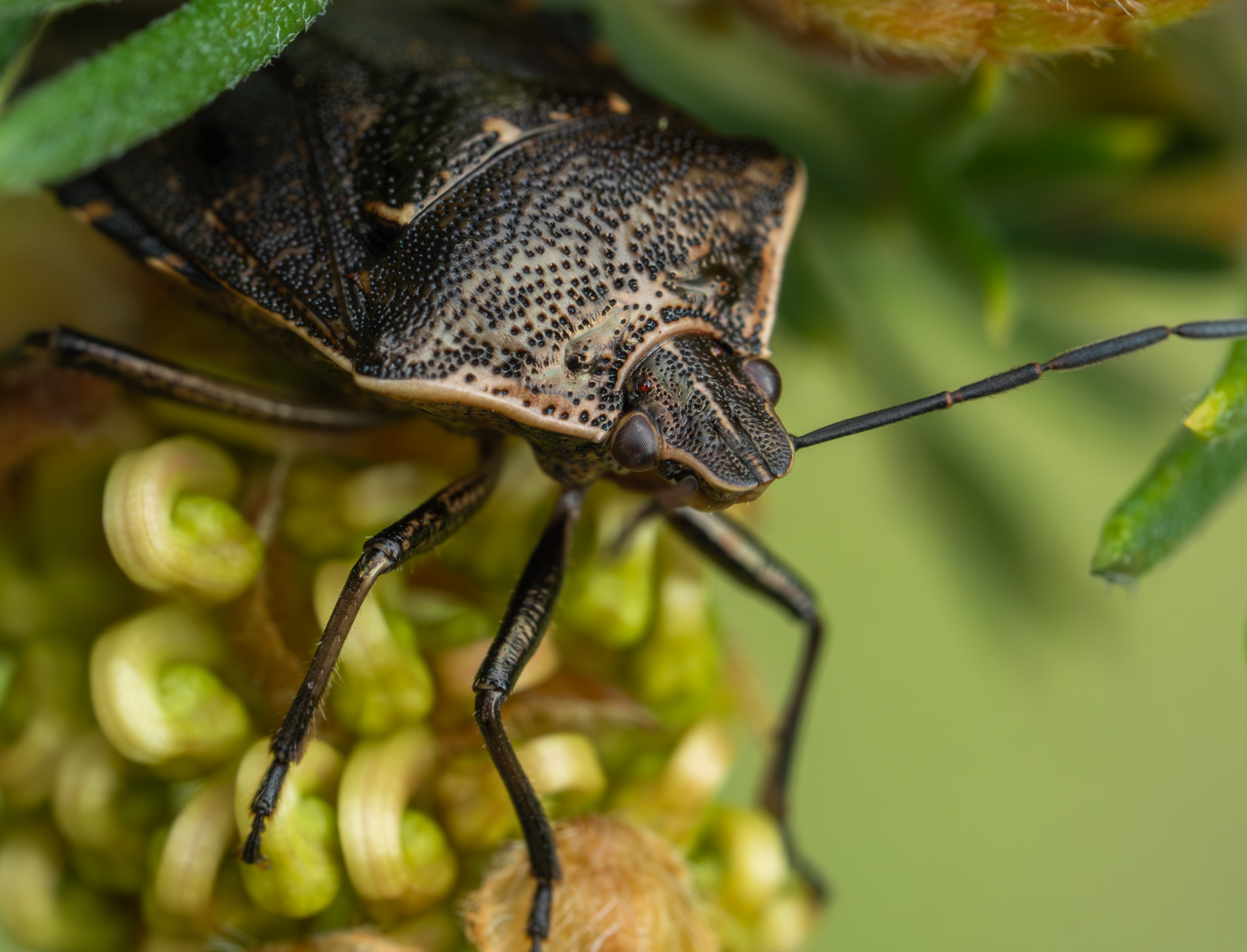 Stink bug