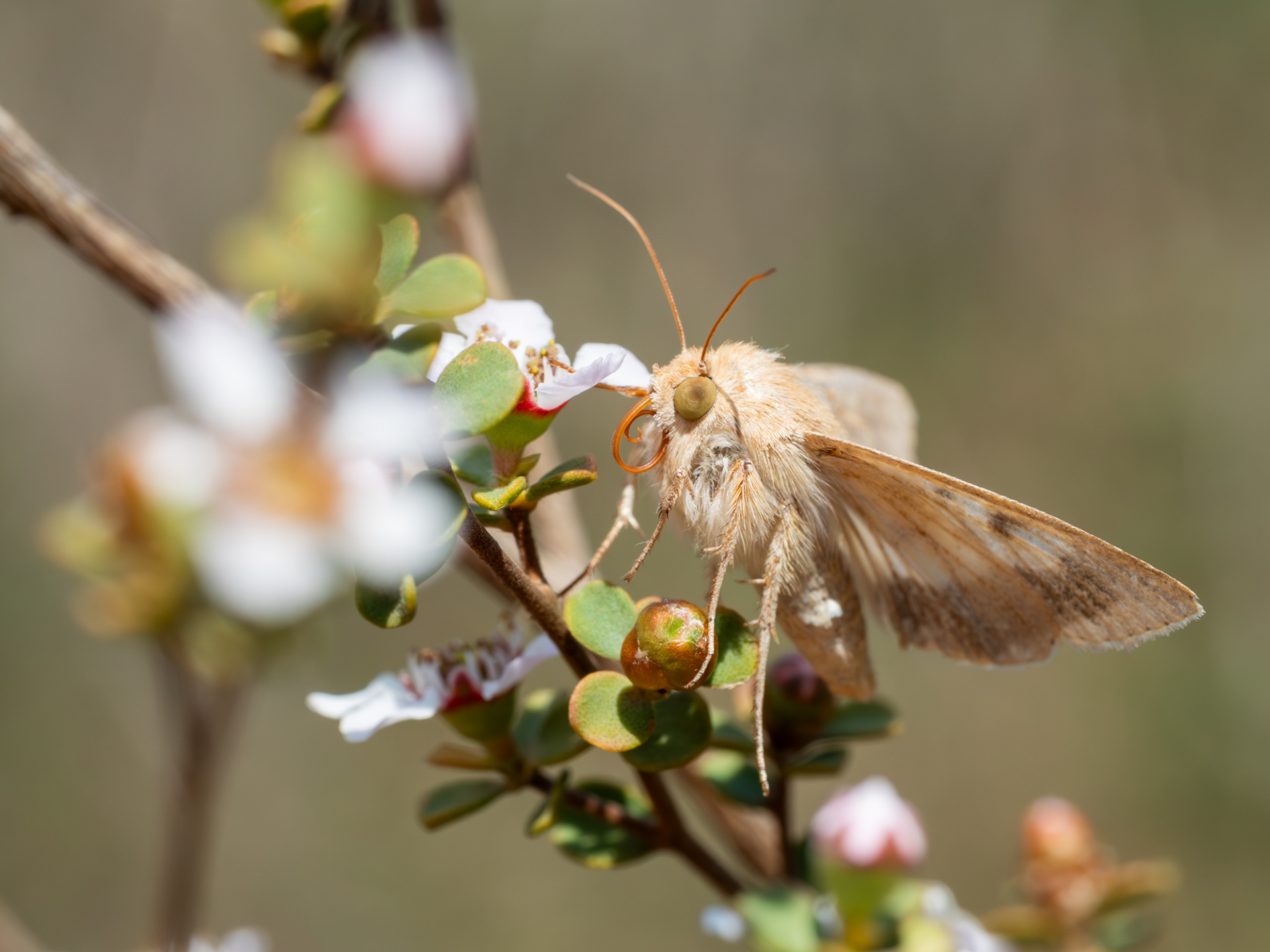 Australian native budworm