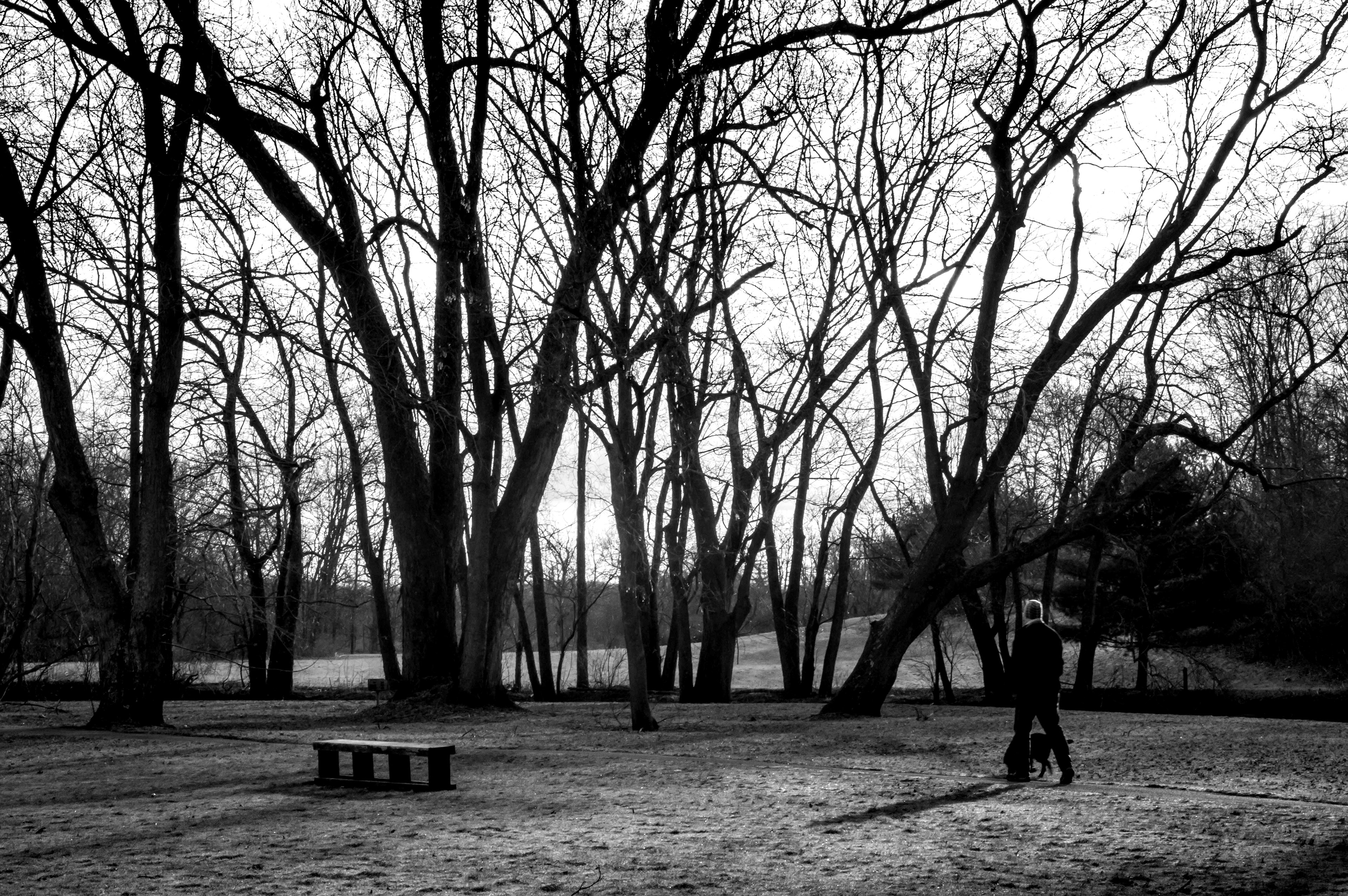 Dog walk past the trees