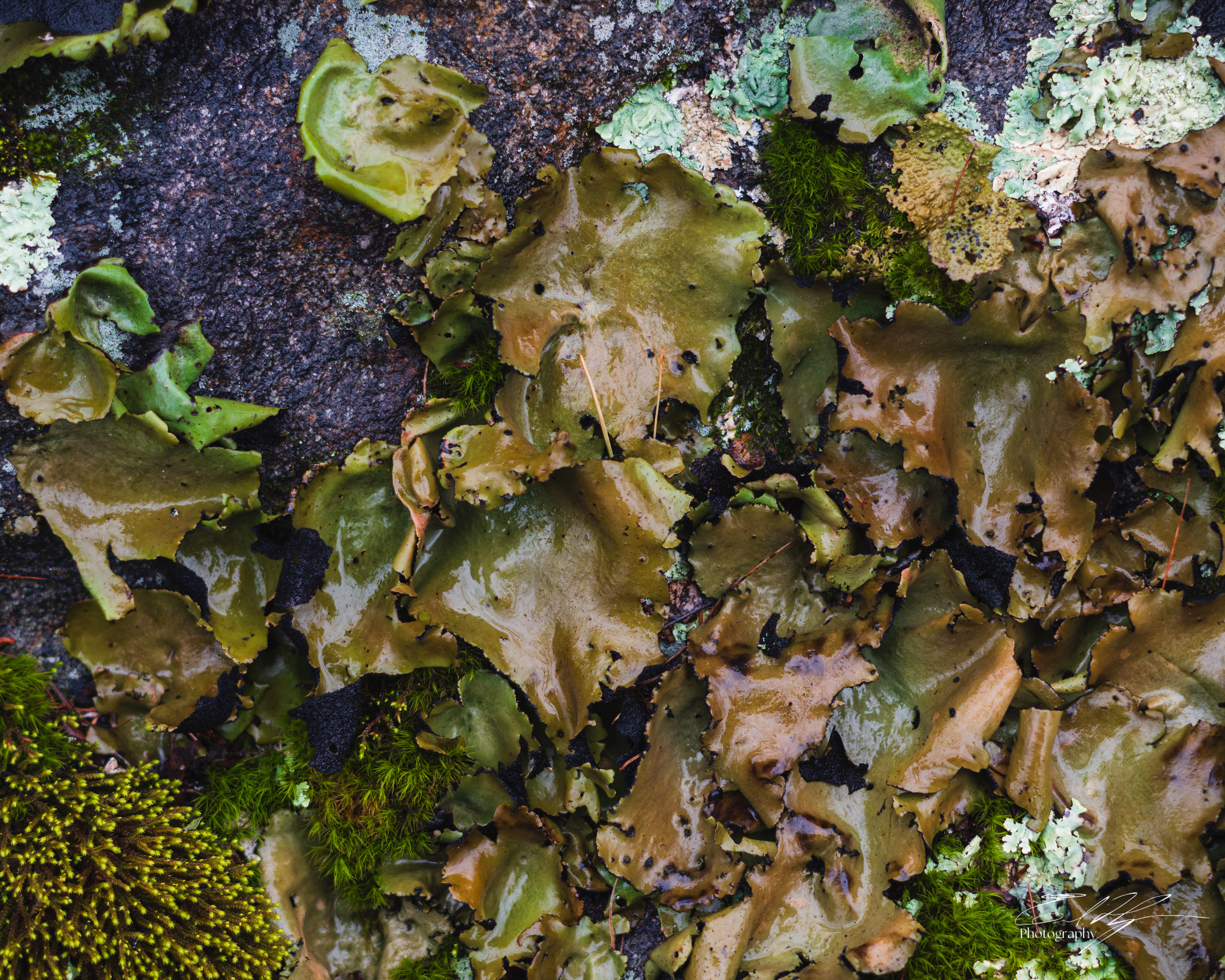 Early Spring 2025   VII