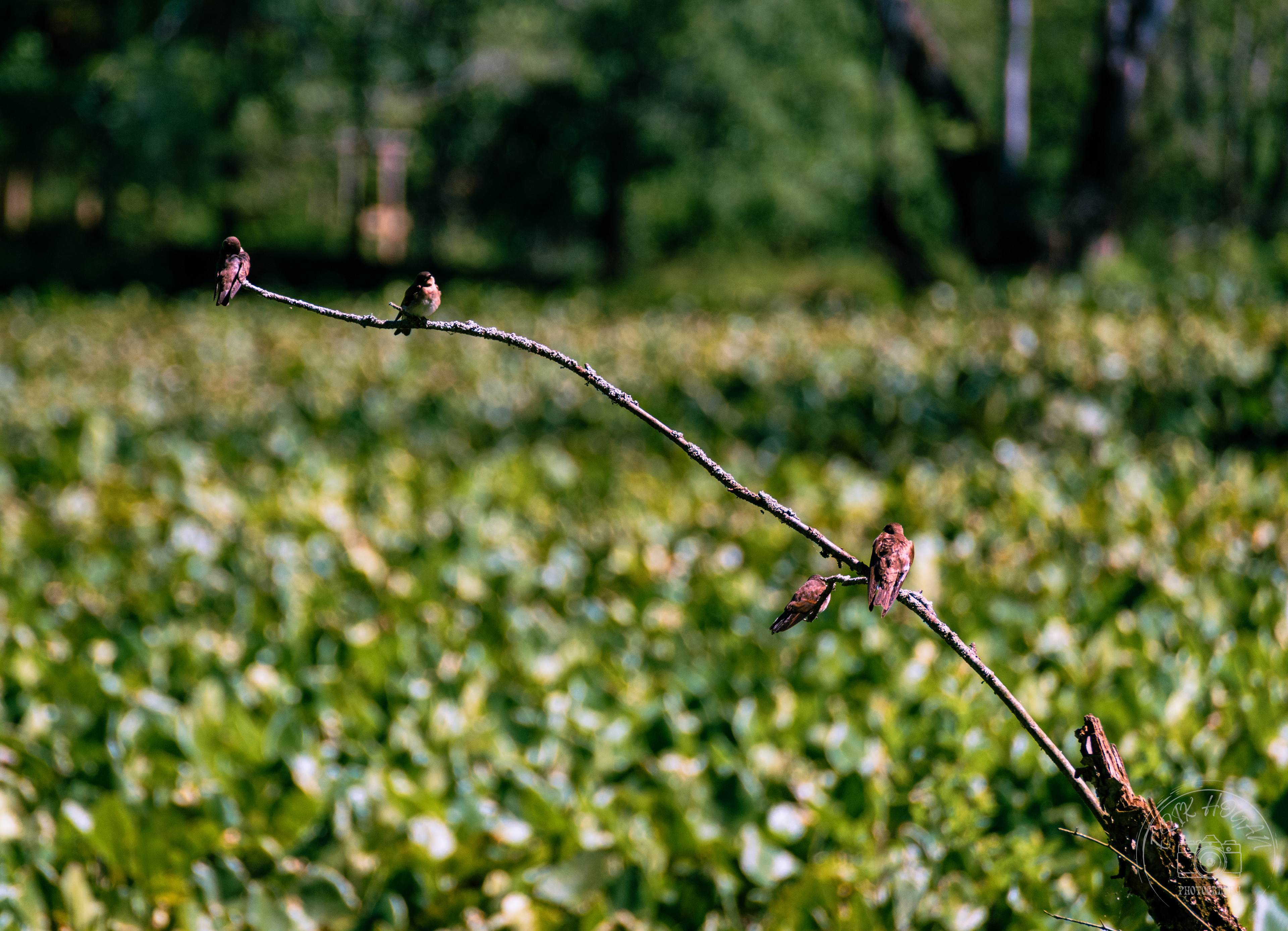 Sandy Creek Nature Center May 2022   III