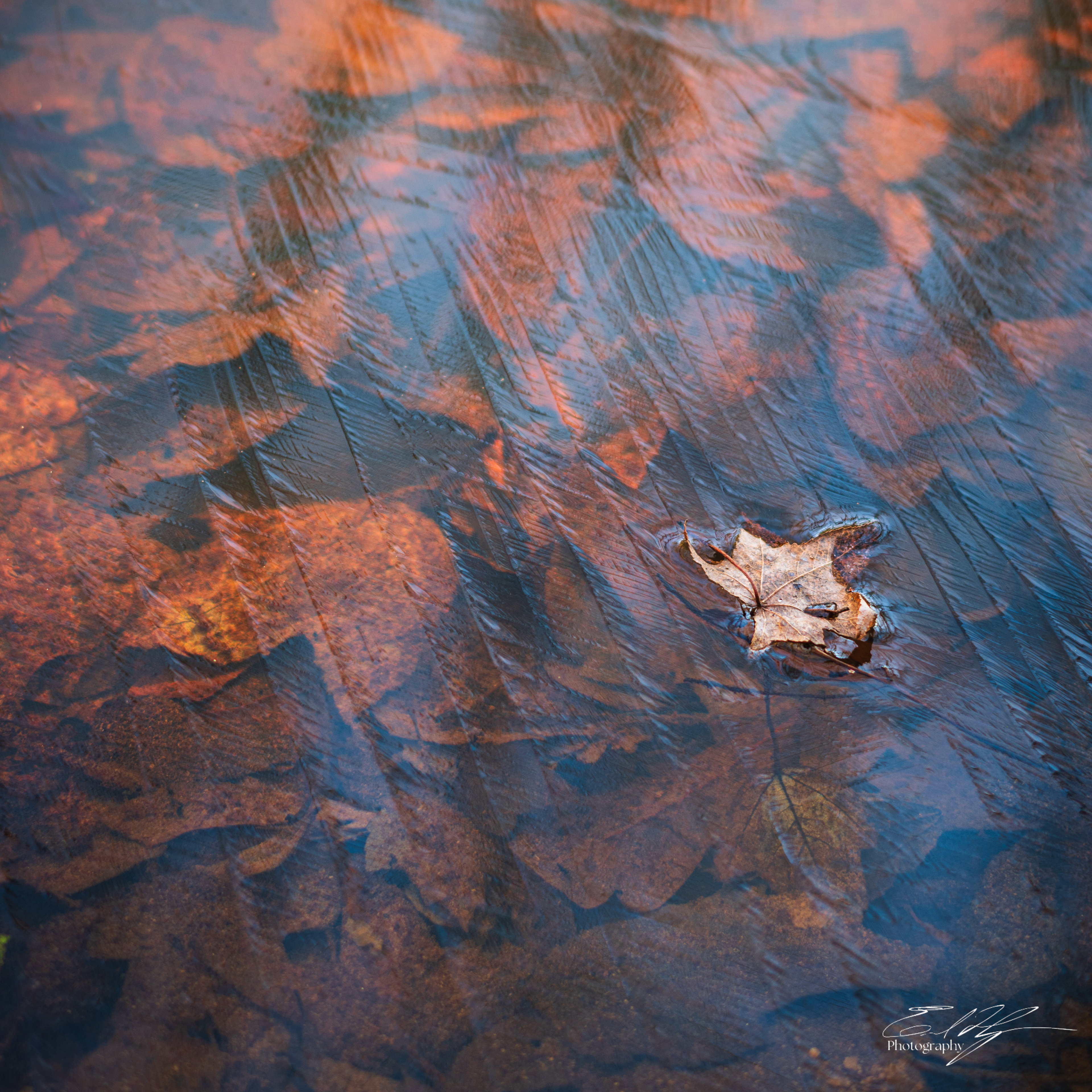 Sandy Creek Ice Portrait   XIII