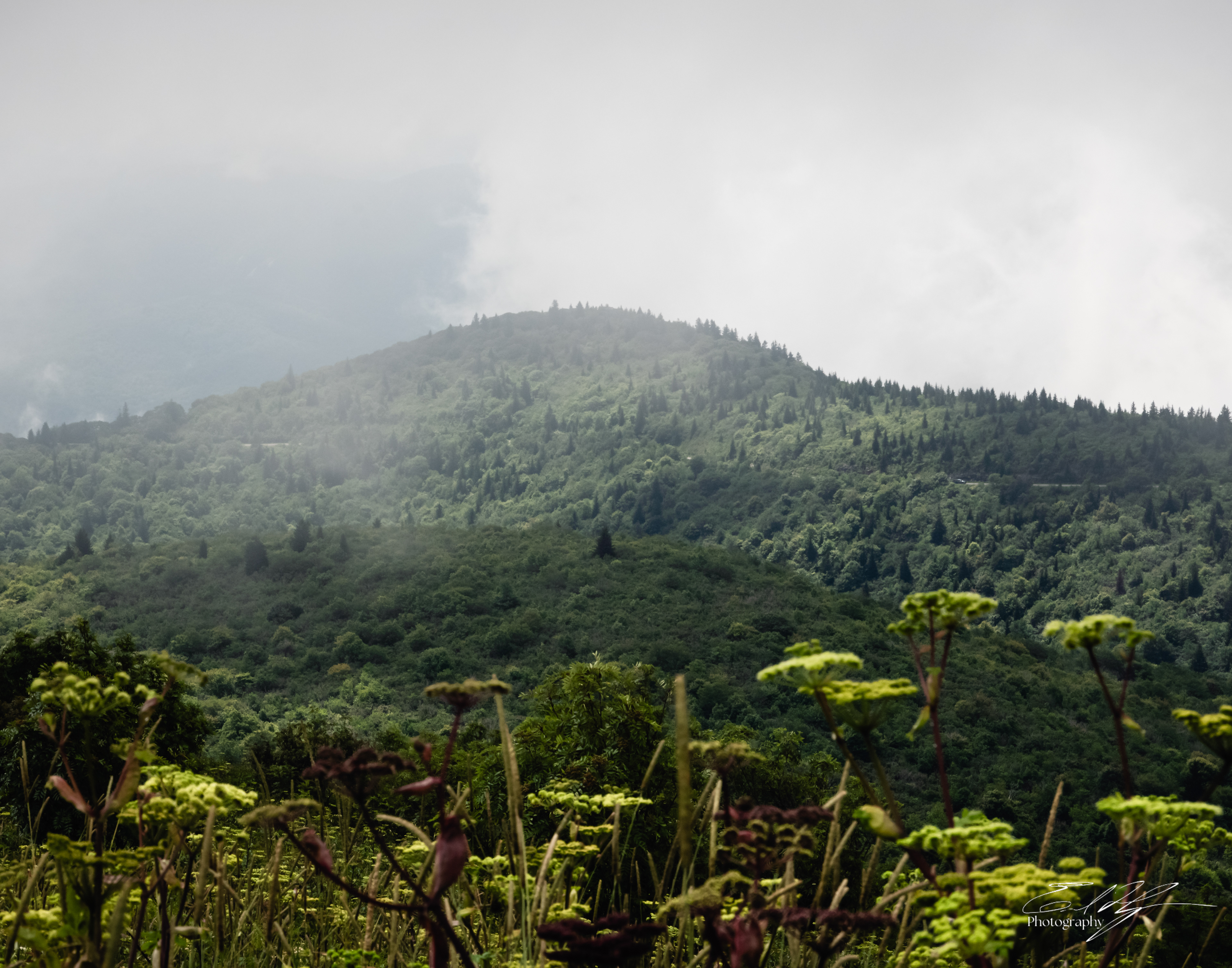 Black Balsam August 2025 IV