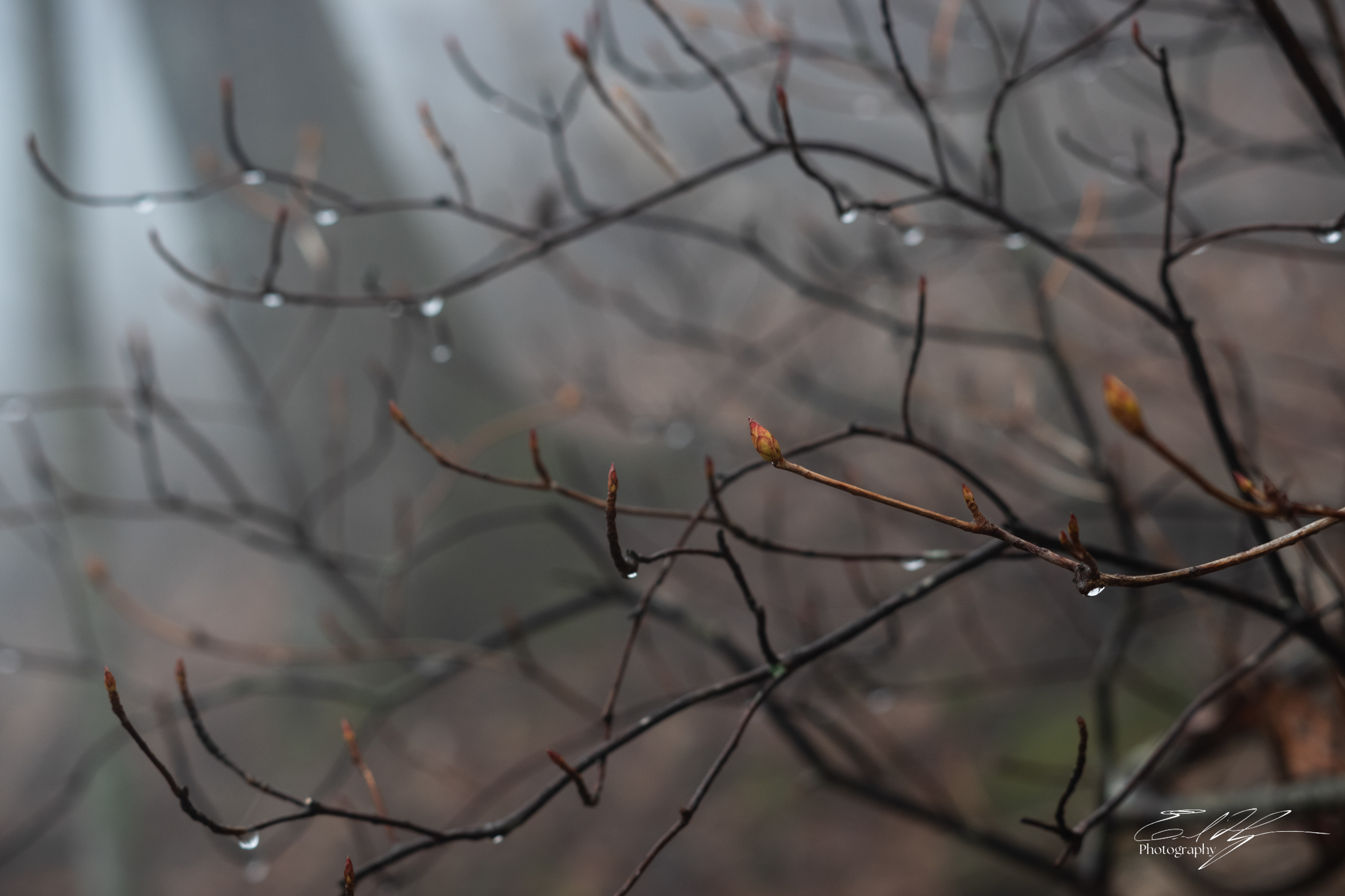 Early Spring 2025   XXIII