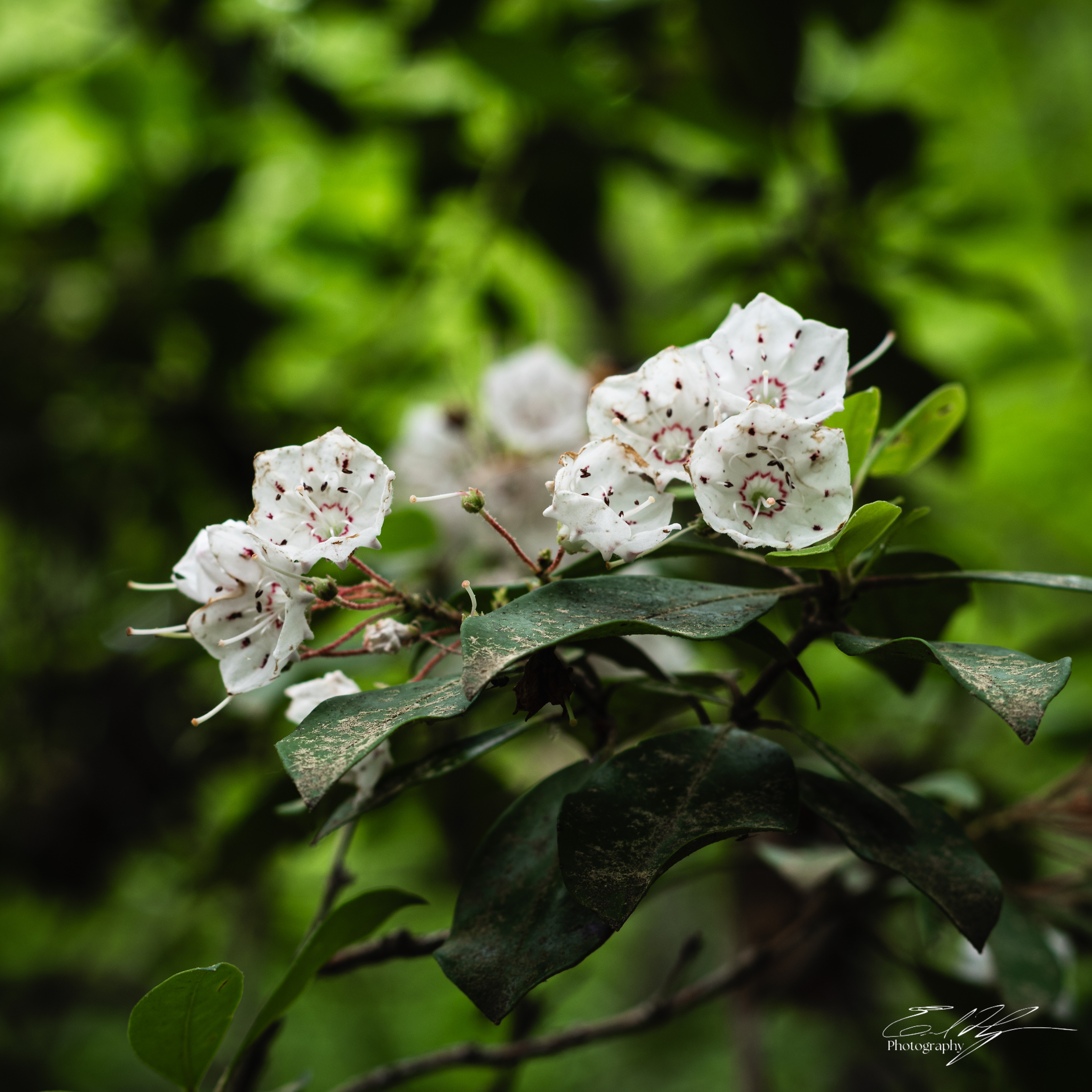 Opossum Creek Falls May 2025   I