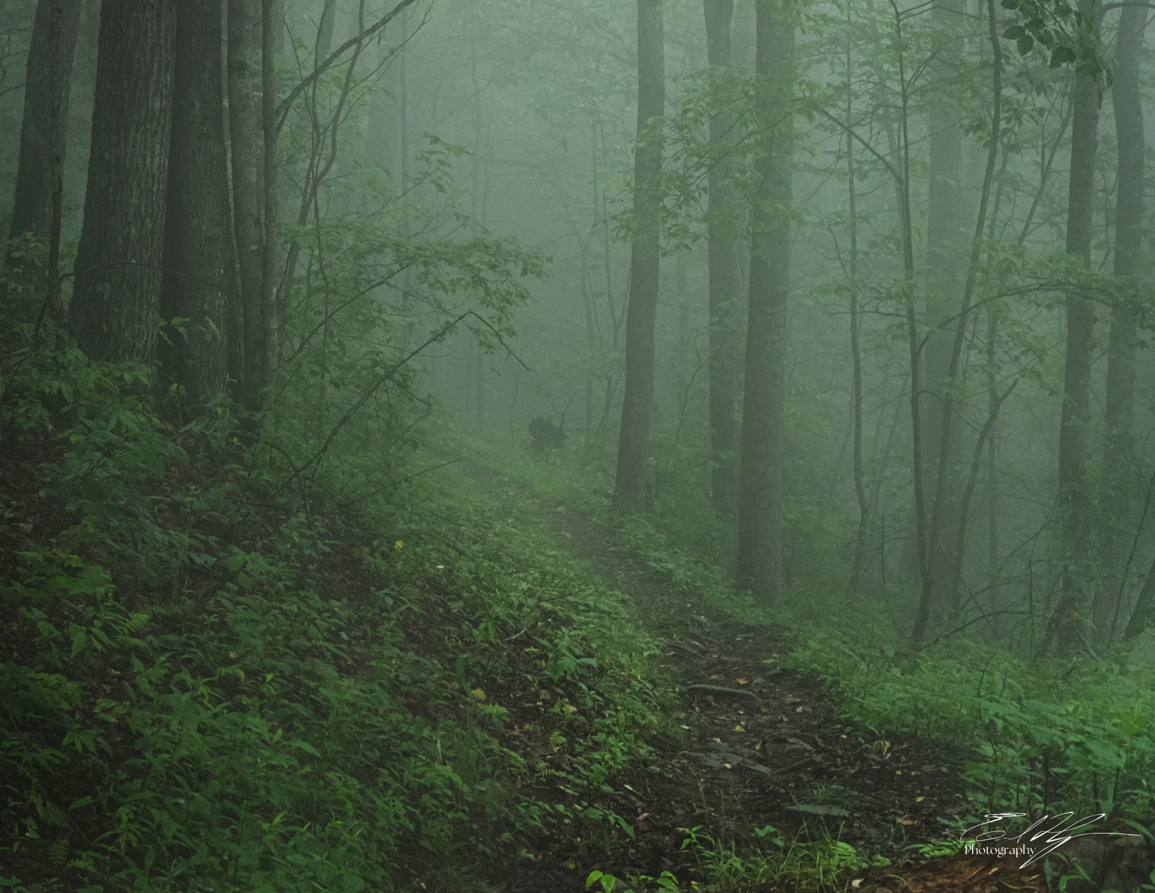 Long Hungry Ridge Trail June 2025 III