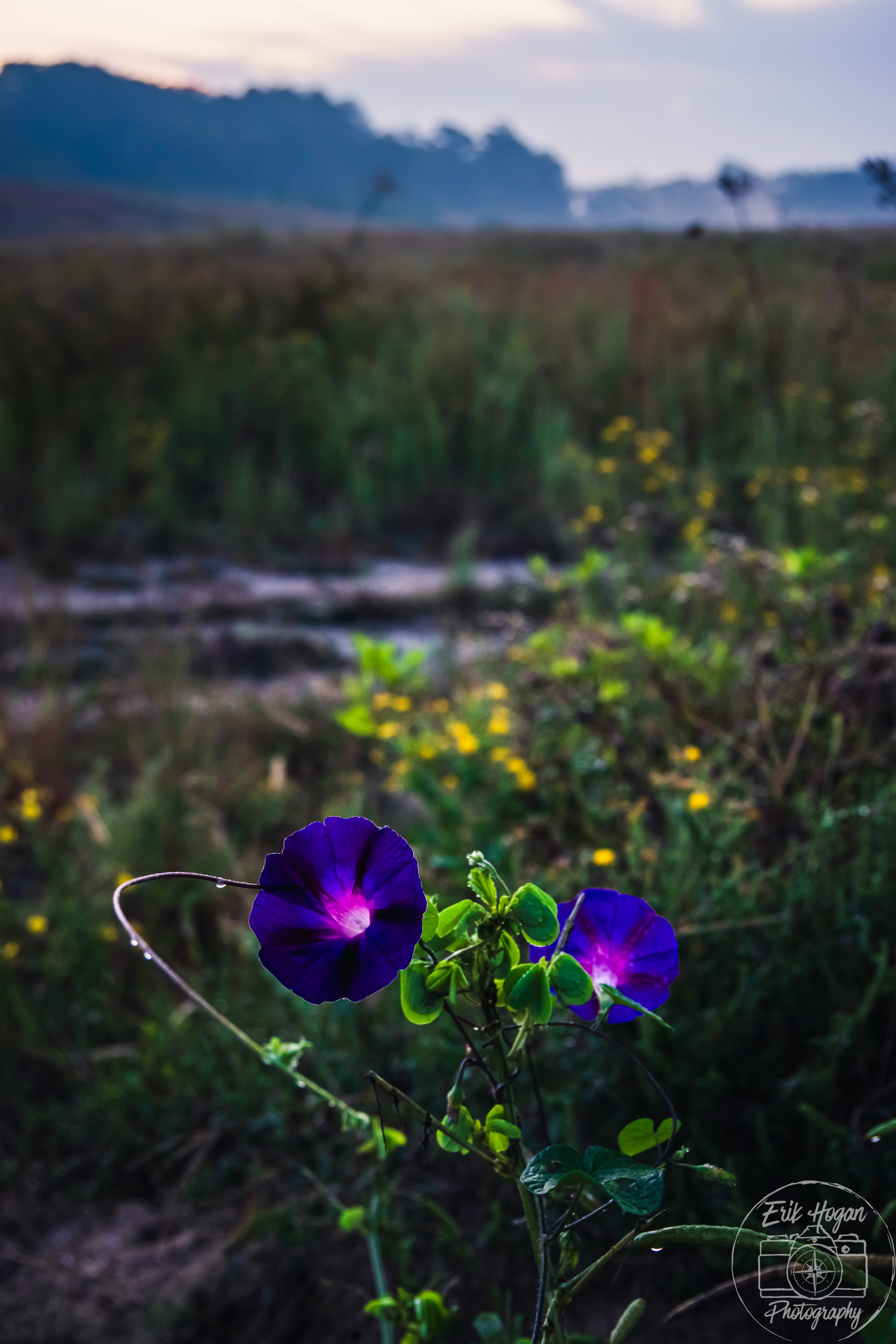 Boley Dr October 2024   V