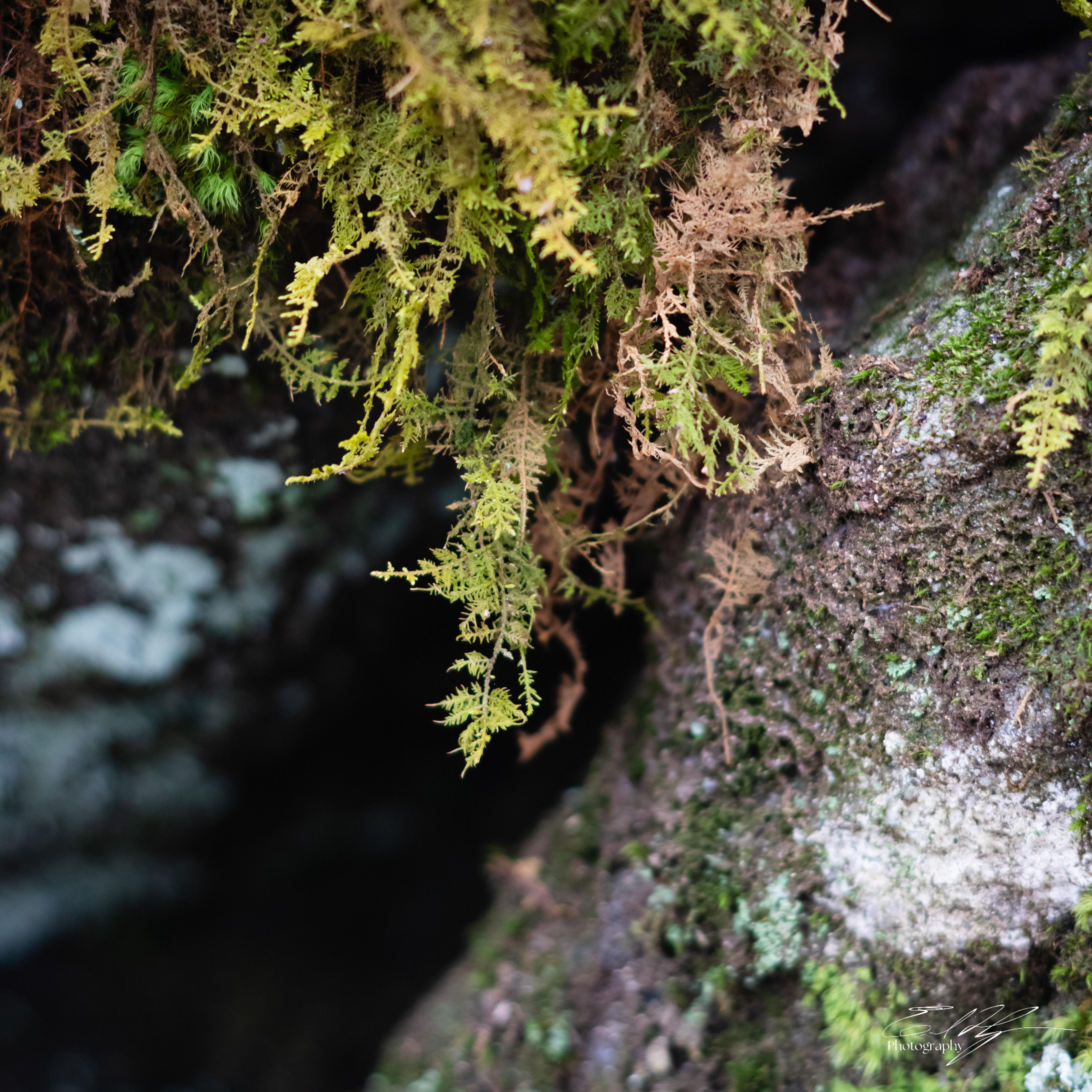 Early Spring 2025   XIX