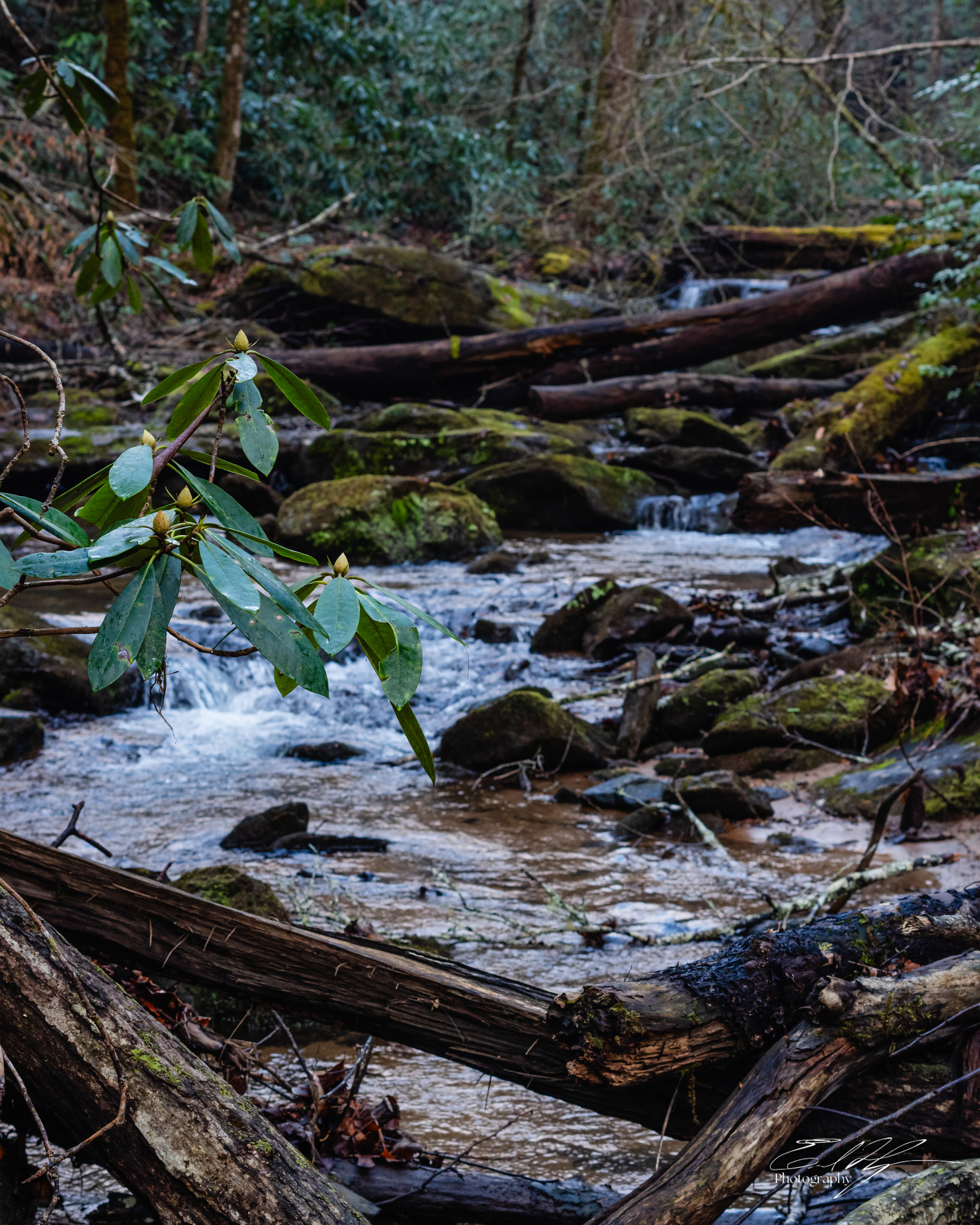 Camp Creek February 2026 I