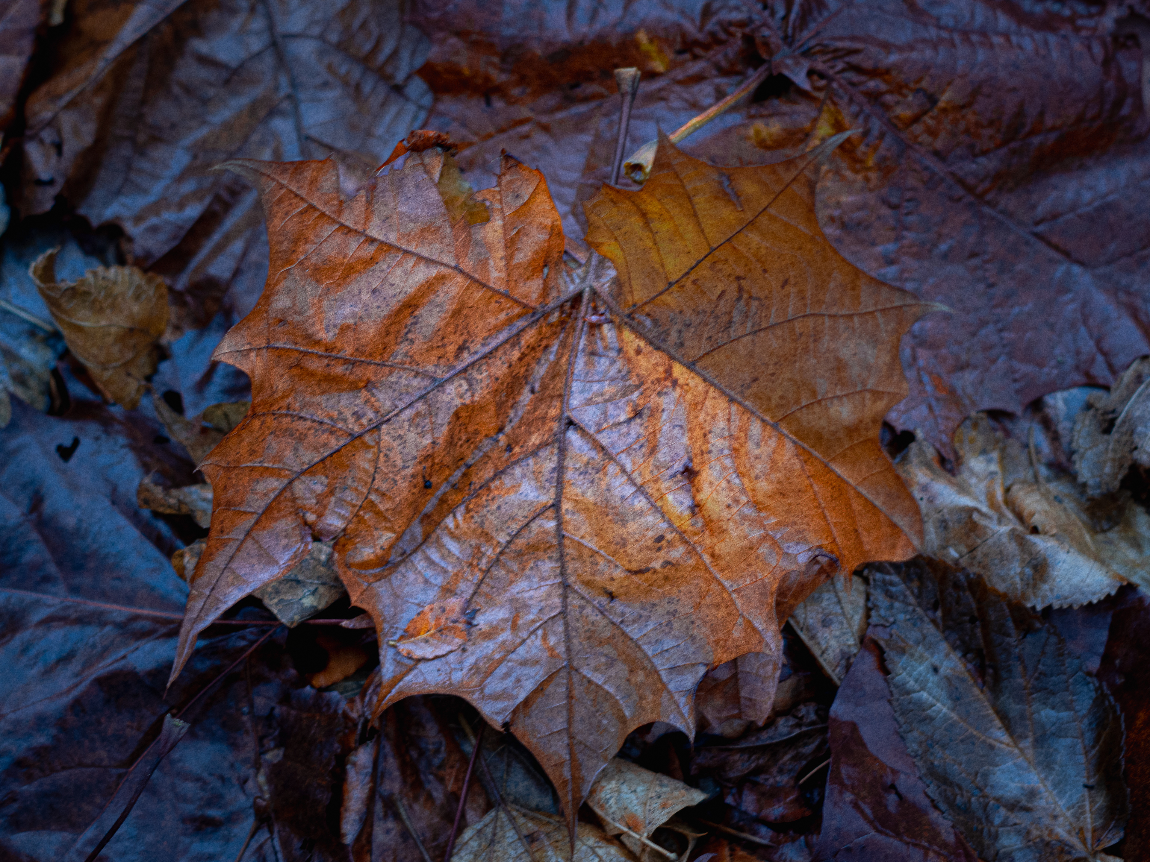 Sycamore Leaf November 2023