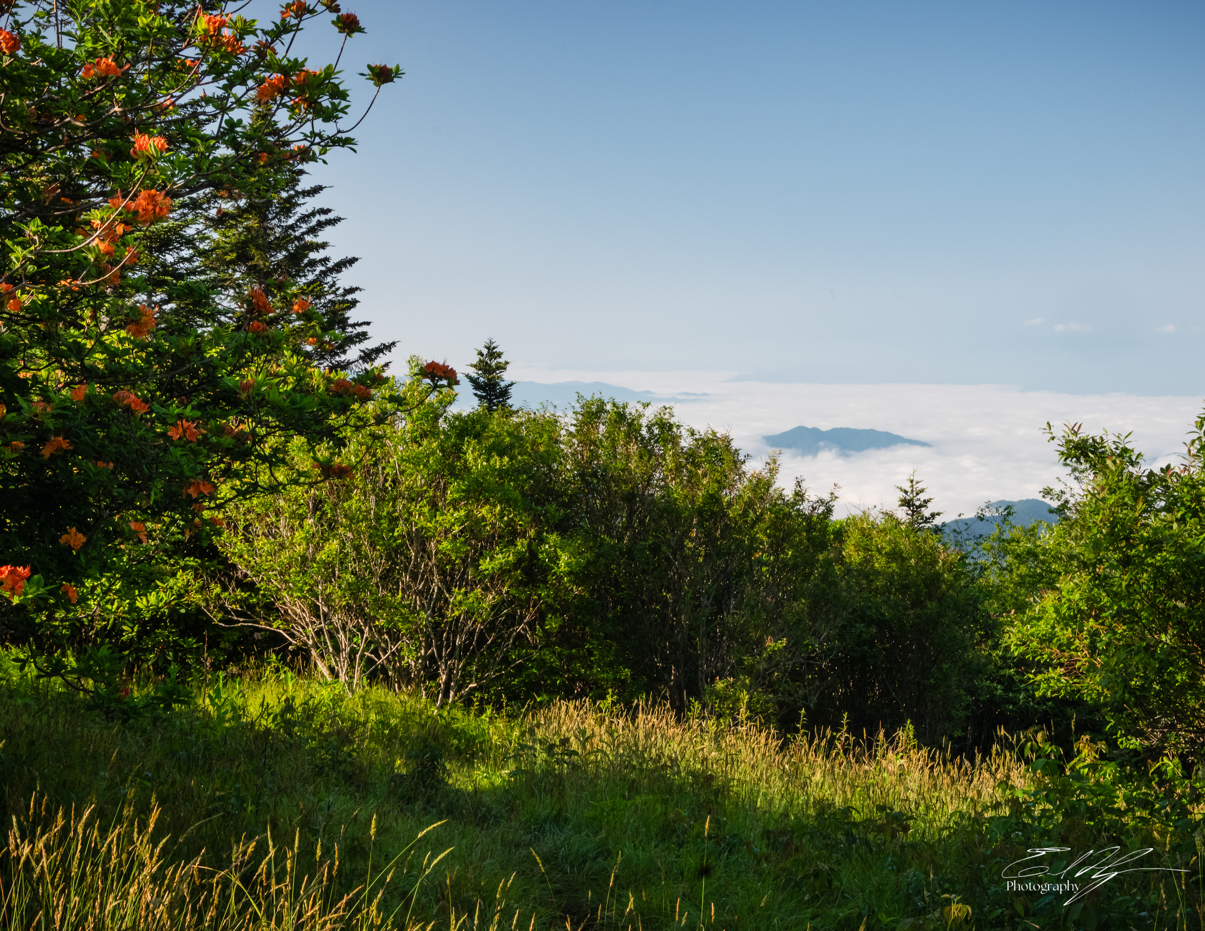 Andrew's Bald June 2025 XXII