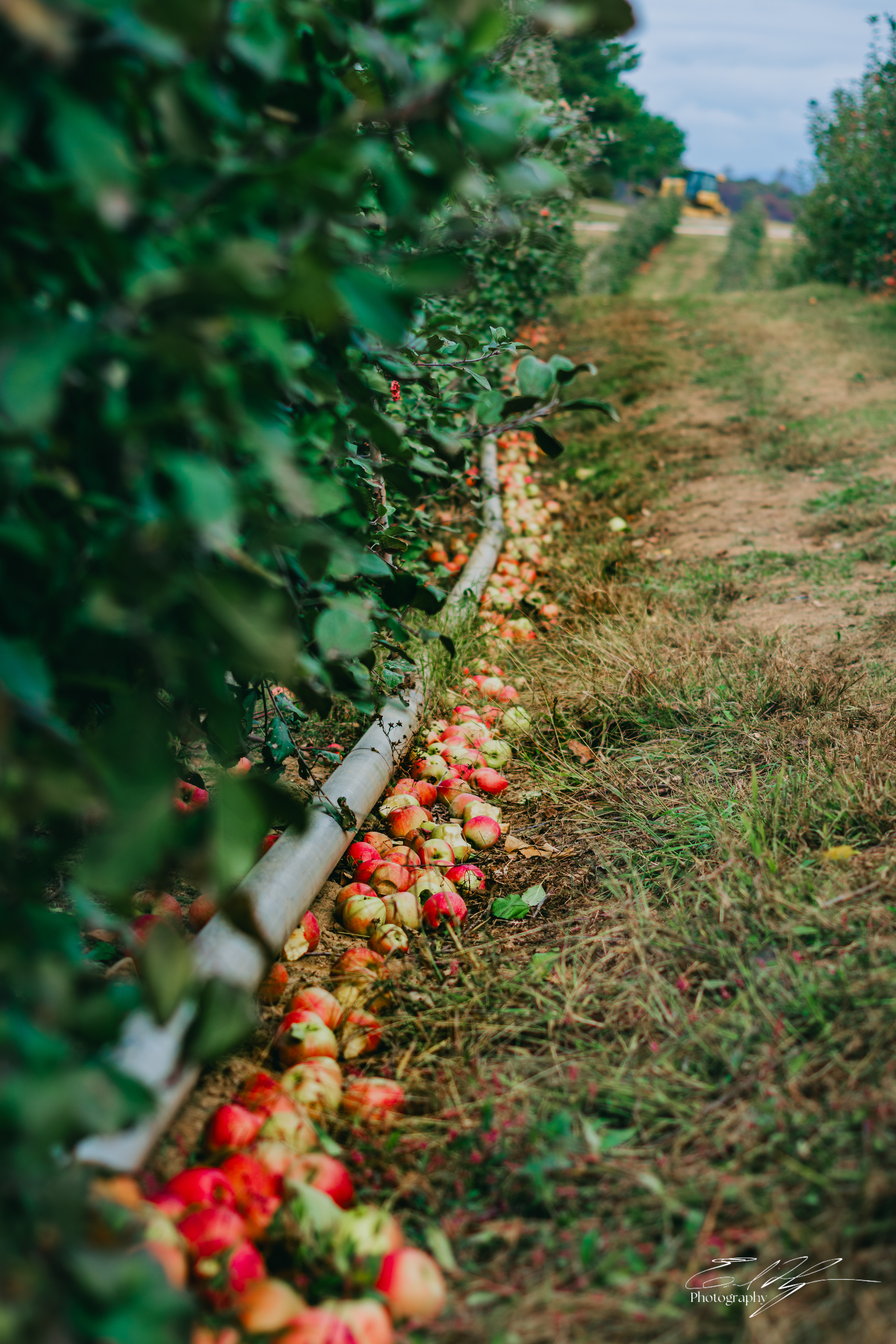 Ellijay Apple Orchard October 2024   I