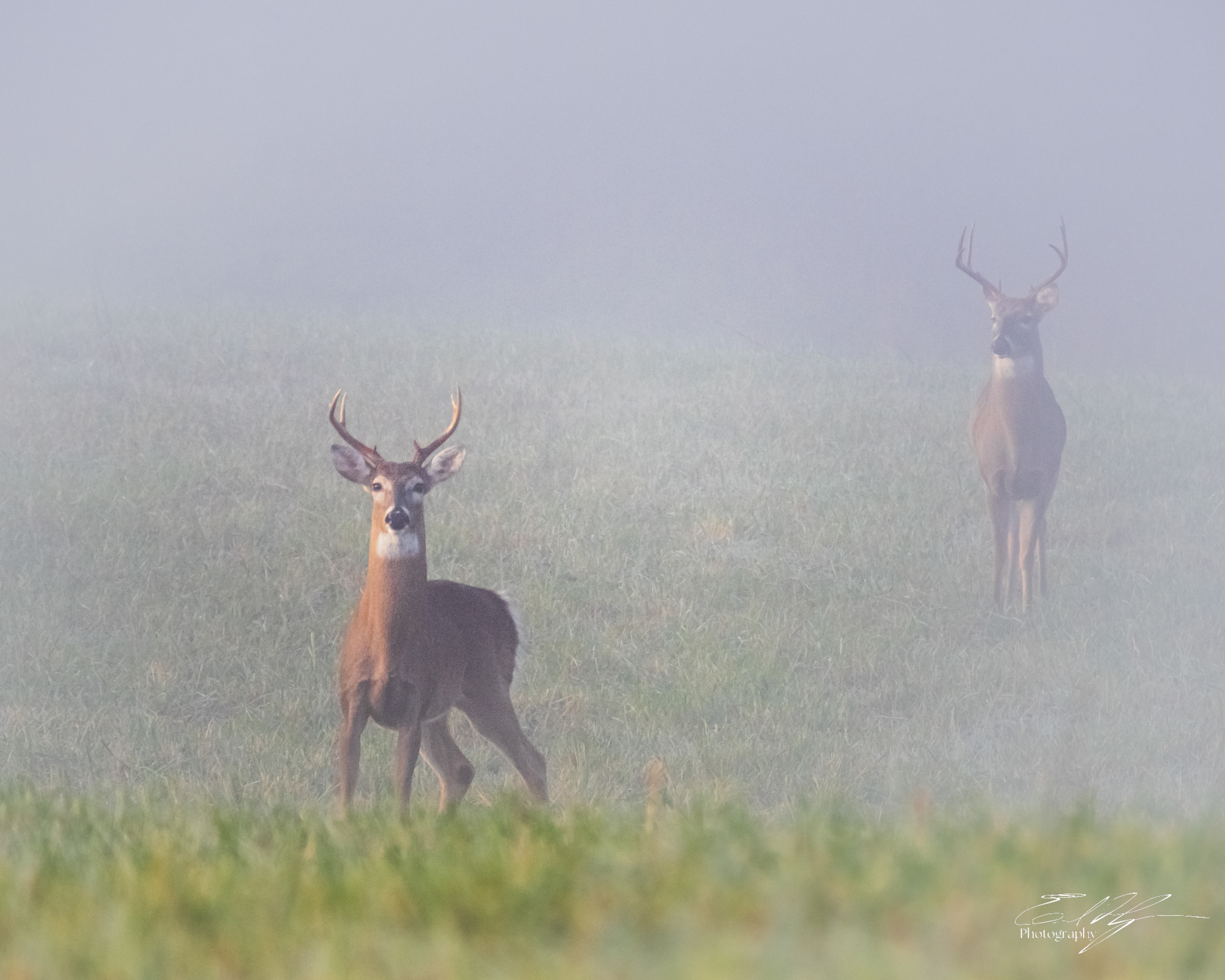 Nowhere Rd Deer November 2024   I
