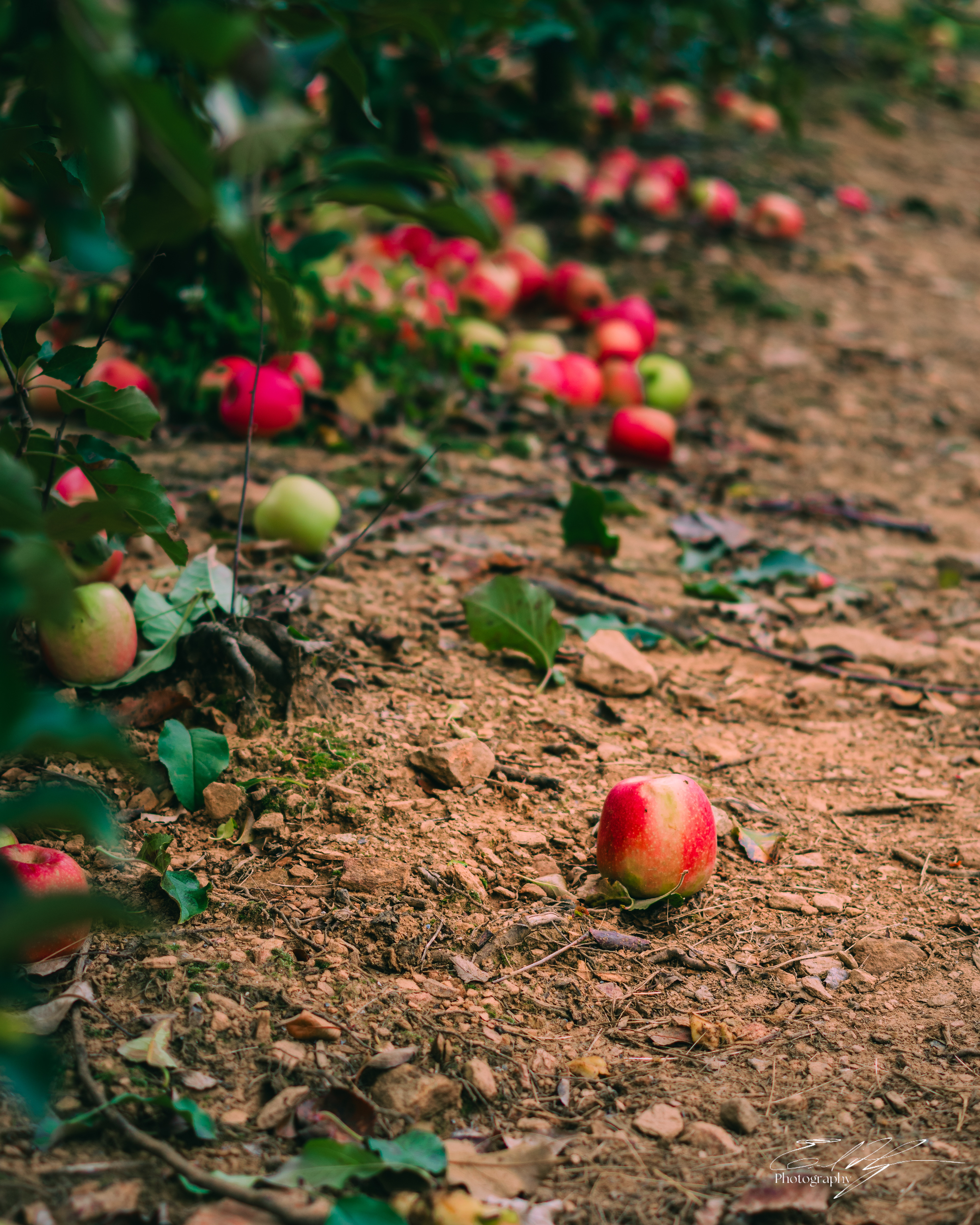 Ellijay Apple Orchard October 2024   VI