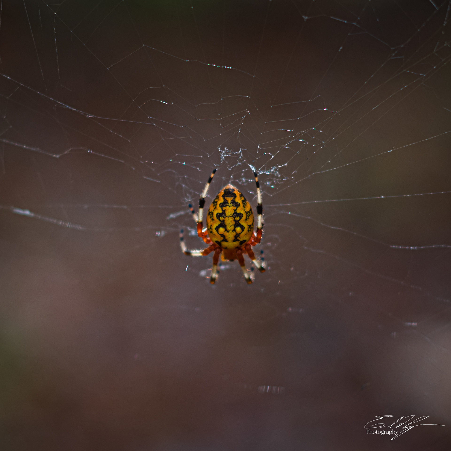 Pin-Chin-Sky Loop November 2024   XVII