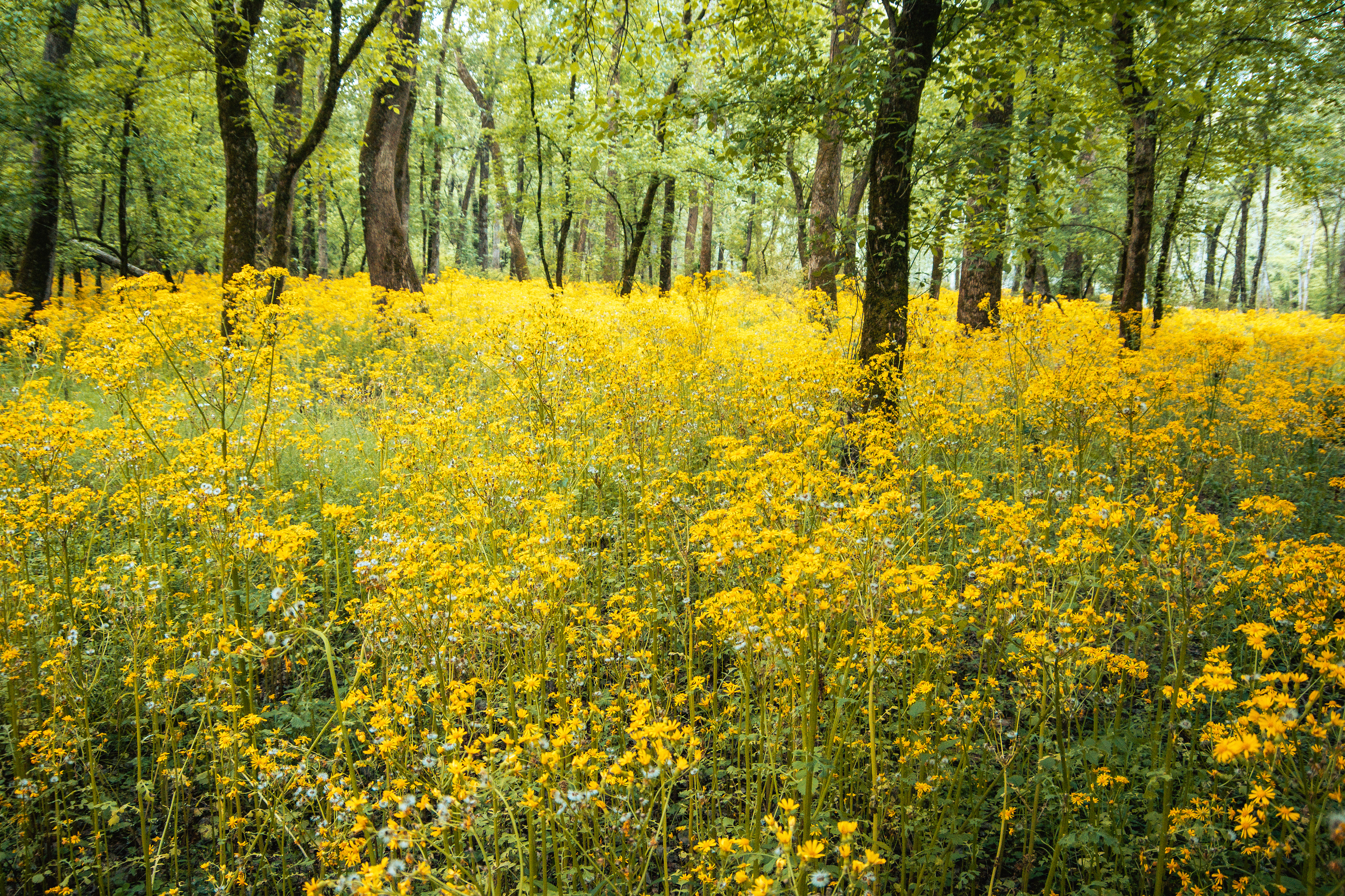 Cook's Trail May 2021   I