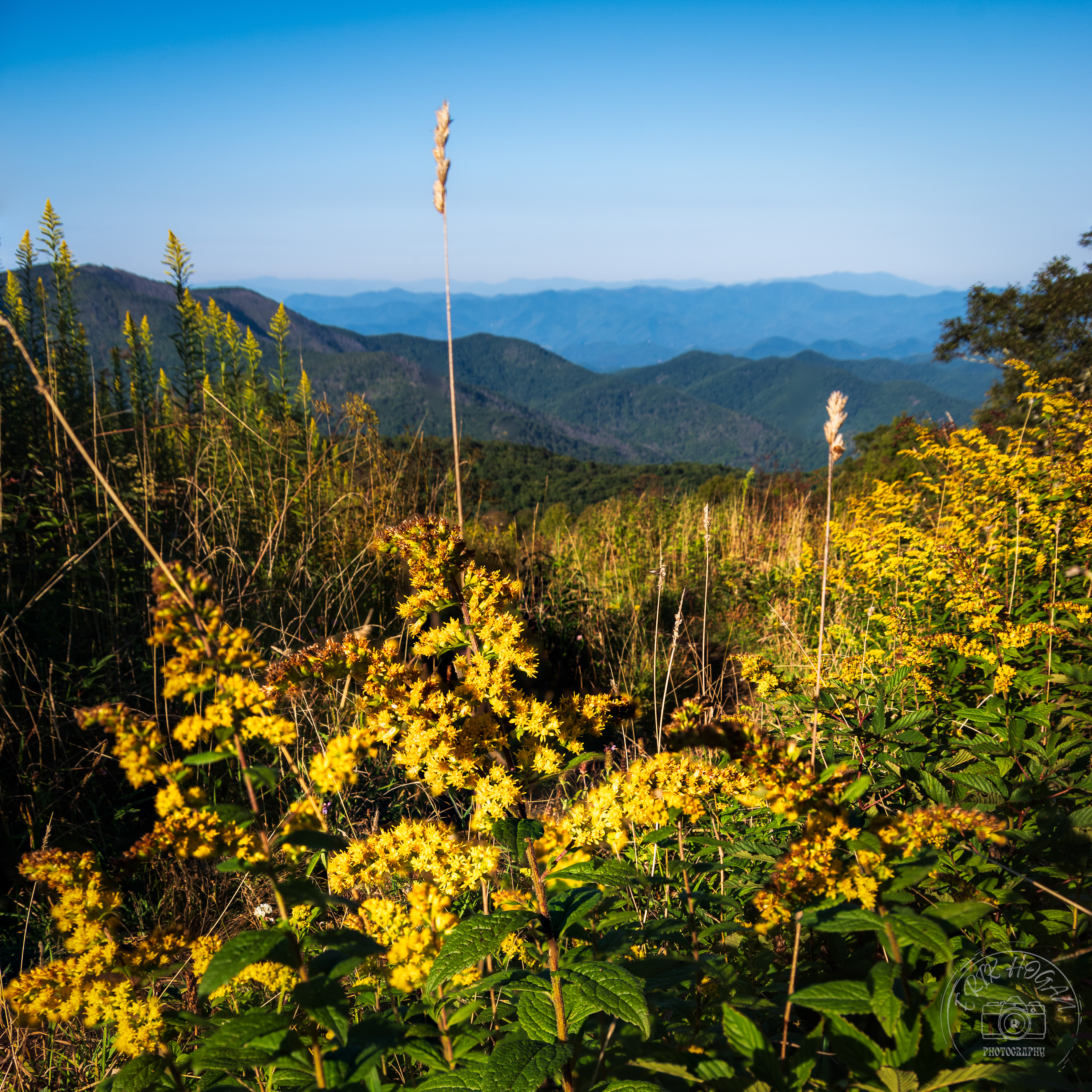 Silar Bald September 2021   II