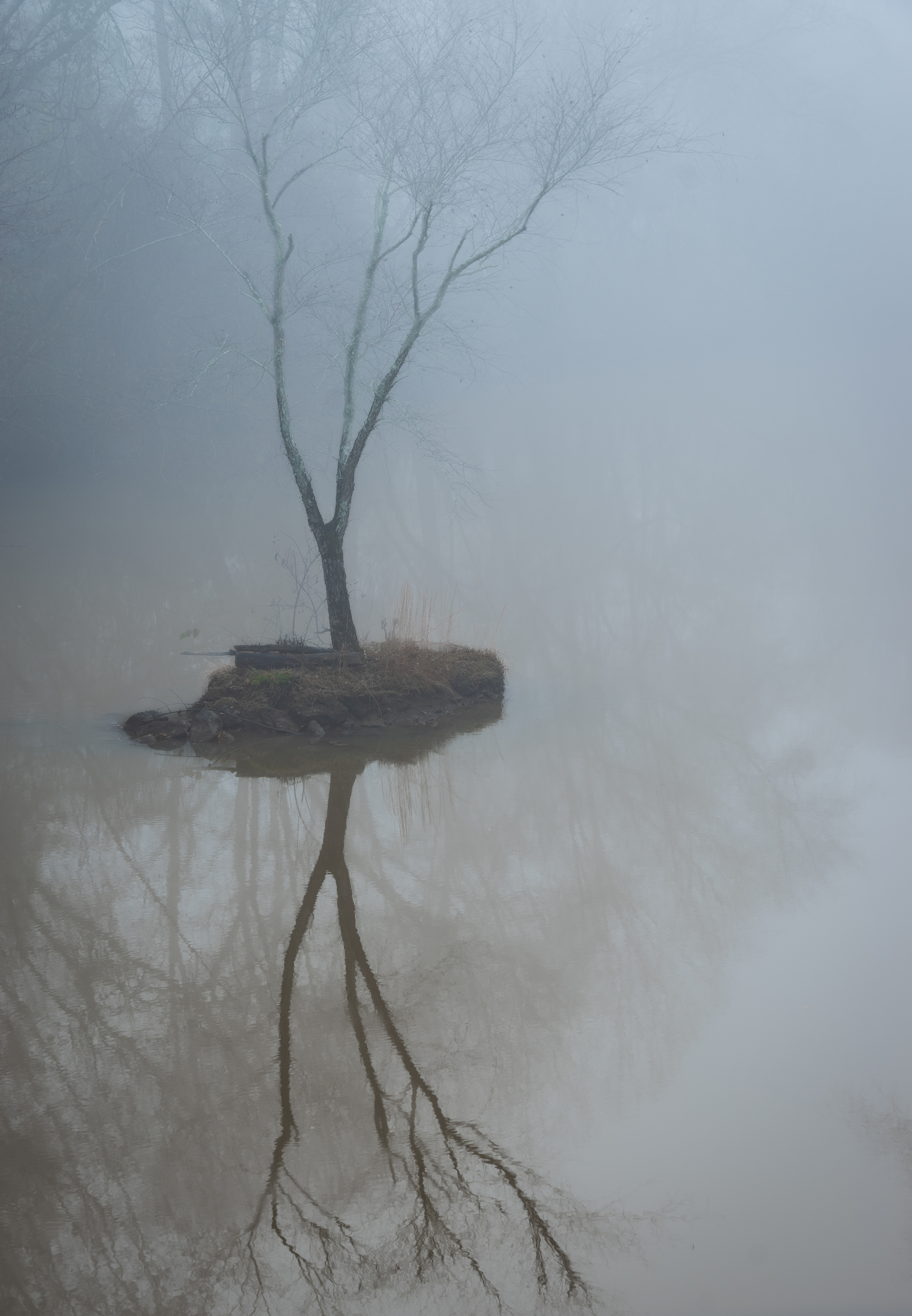 North Oconee River Tree Portrait December 2022
