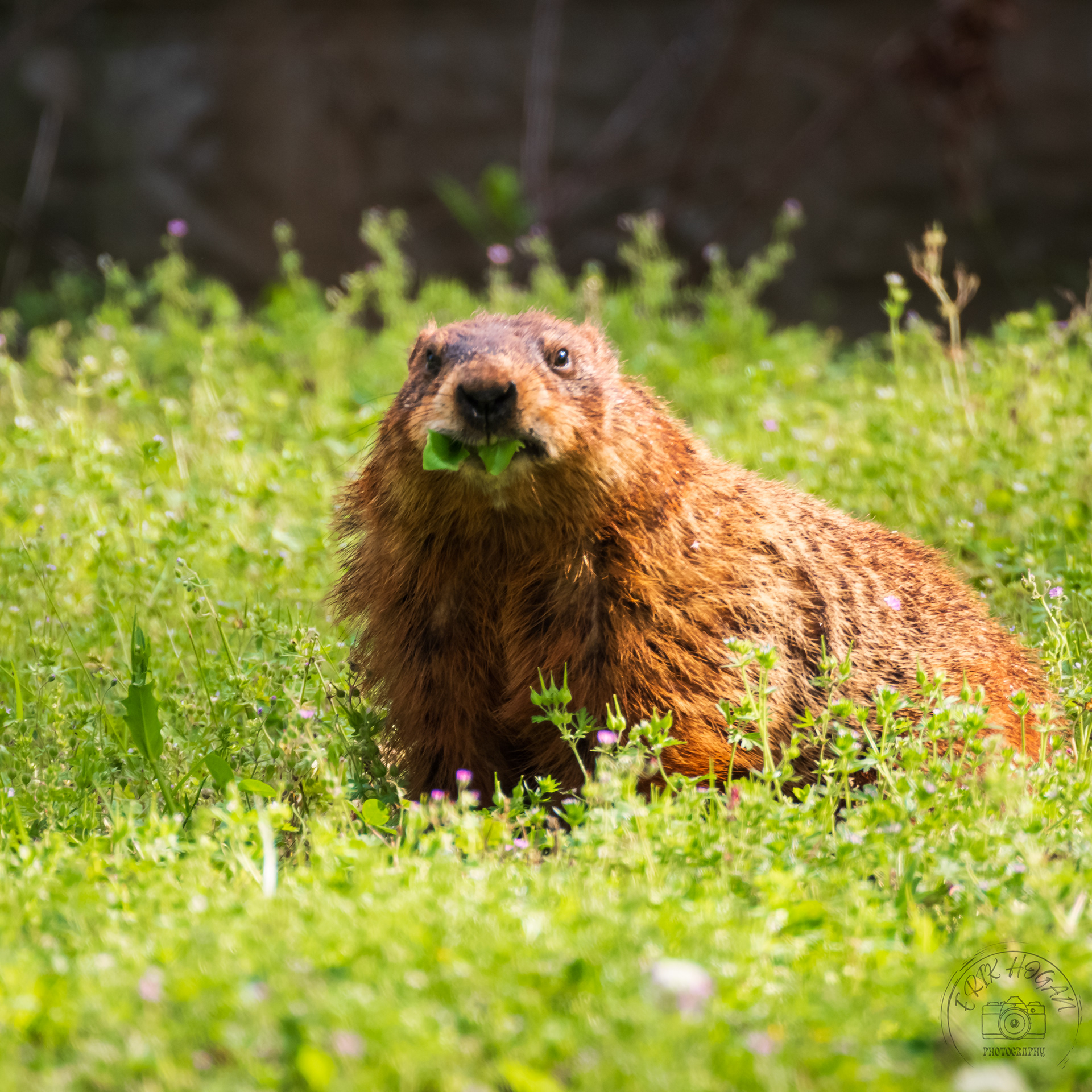 Groundhog May 2023   III