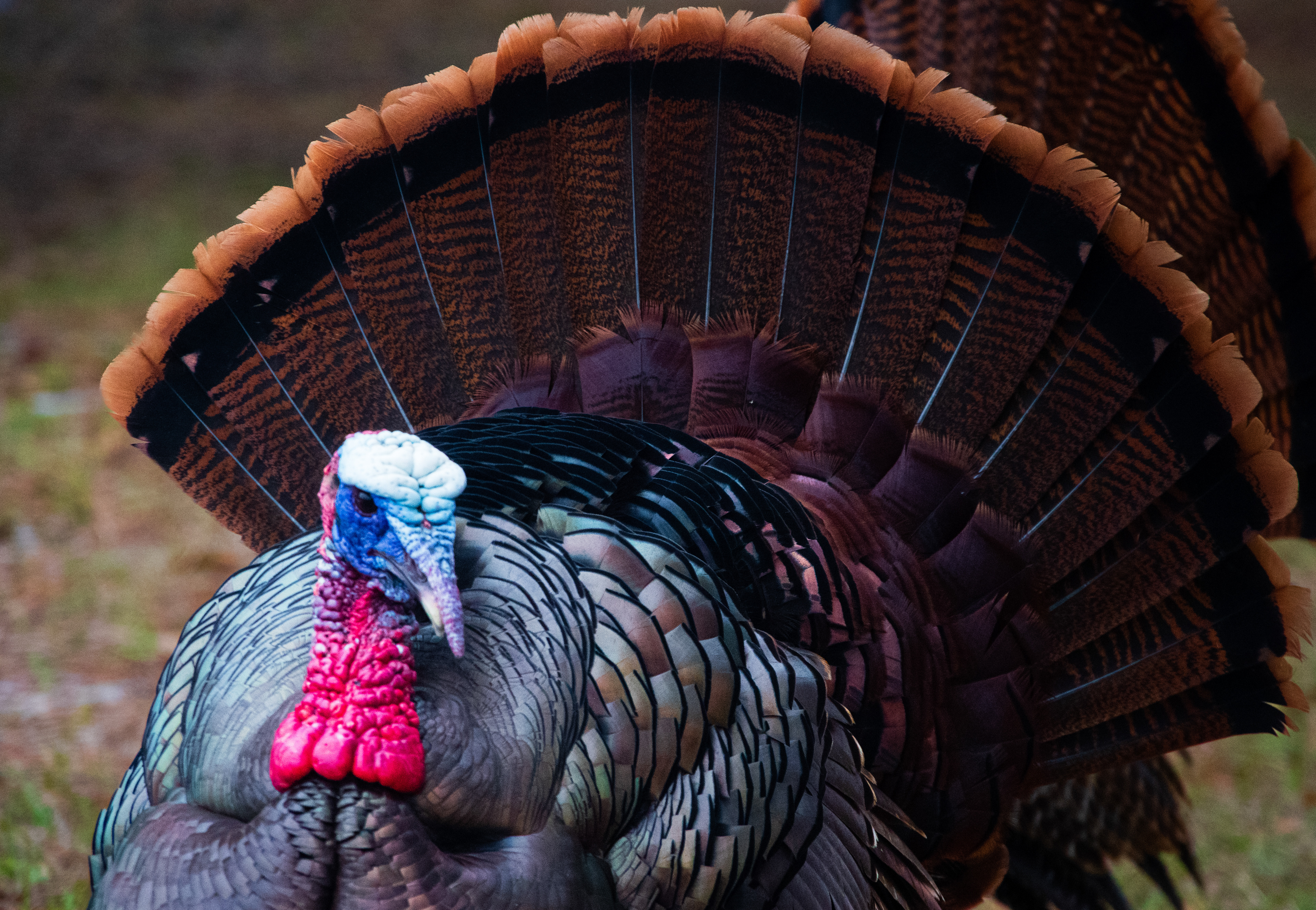 Disney World February 2021   II