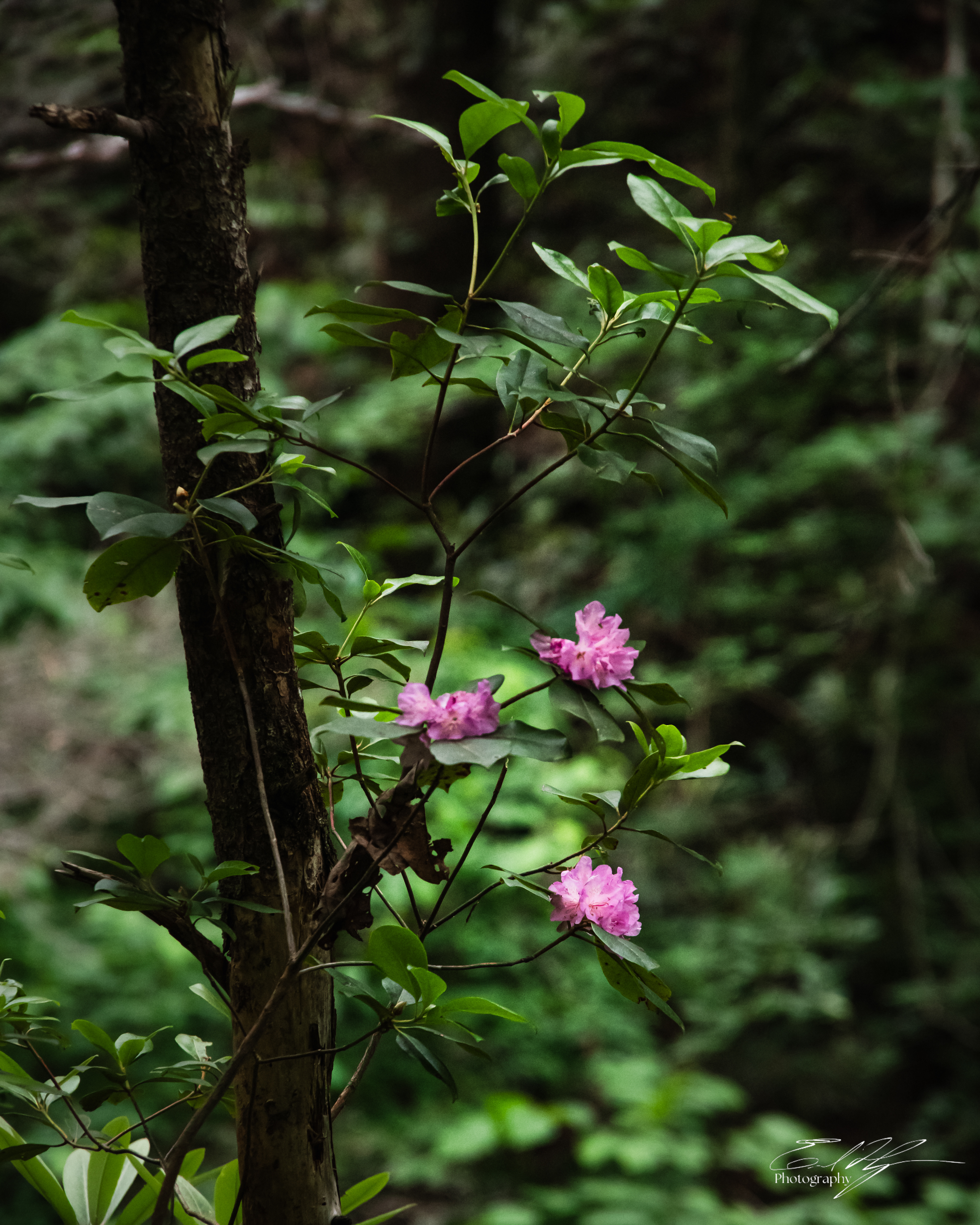 Opossum Creek Falls May 2025   VIII