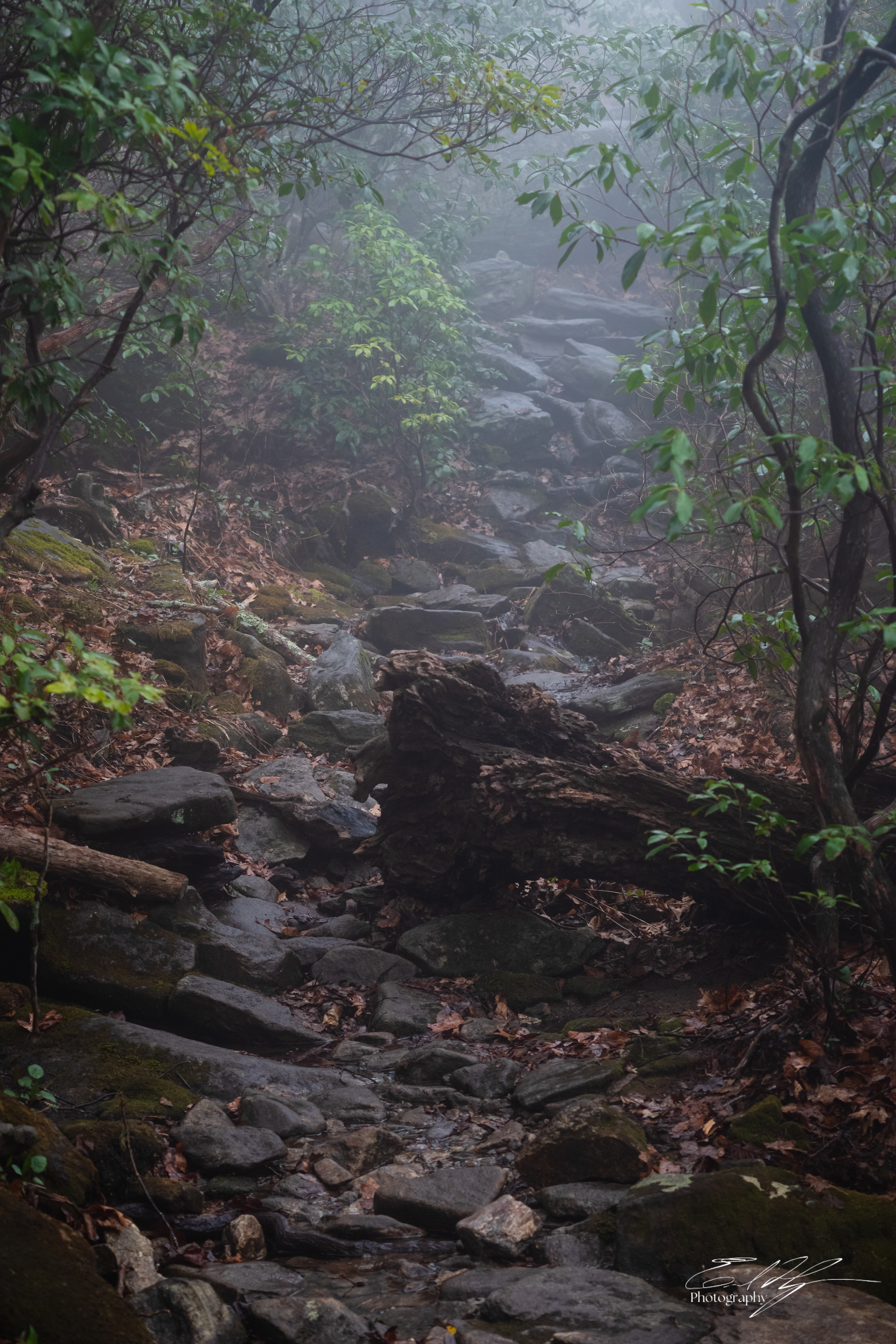 Freeman Trail 2025   II