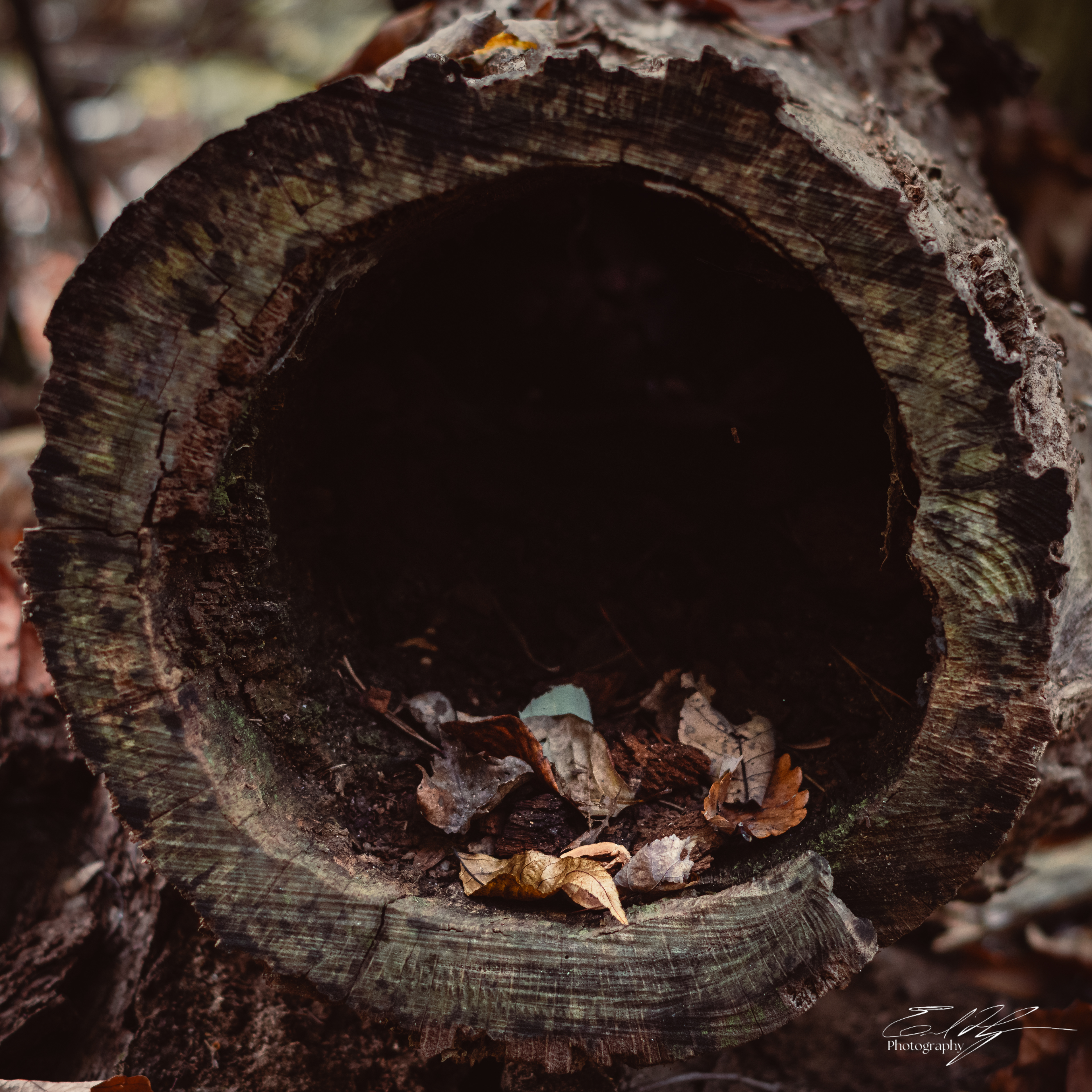 Pin-Chin-Sky Loop November 2024   III