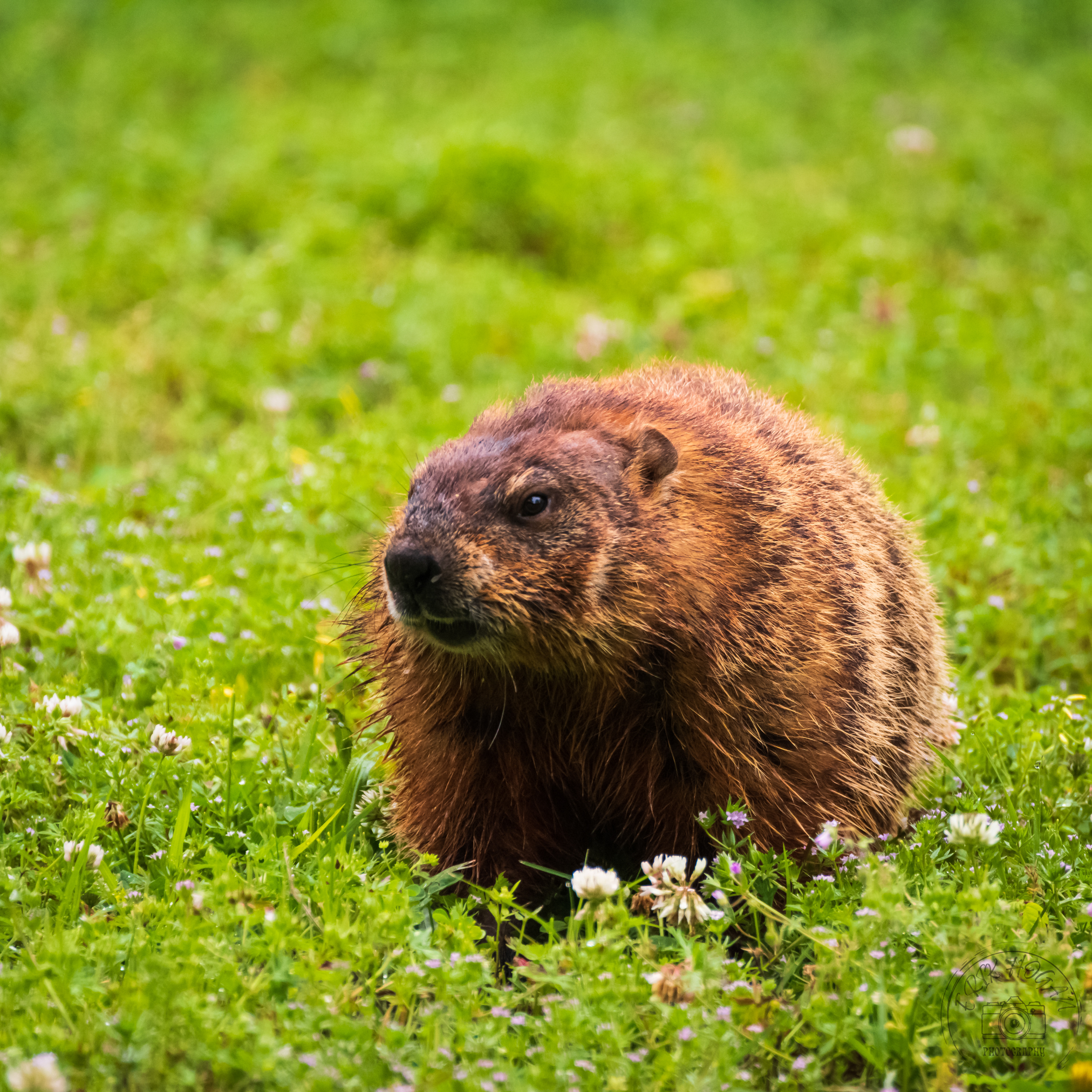 Groundhog May 2023   II