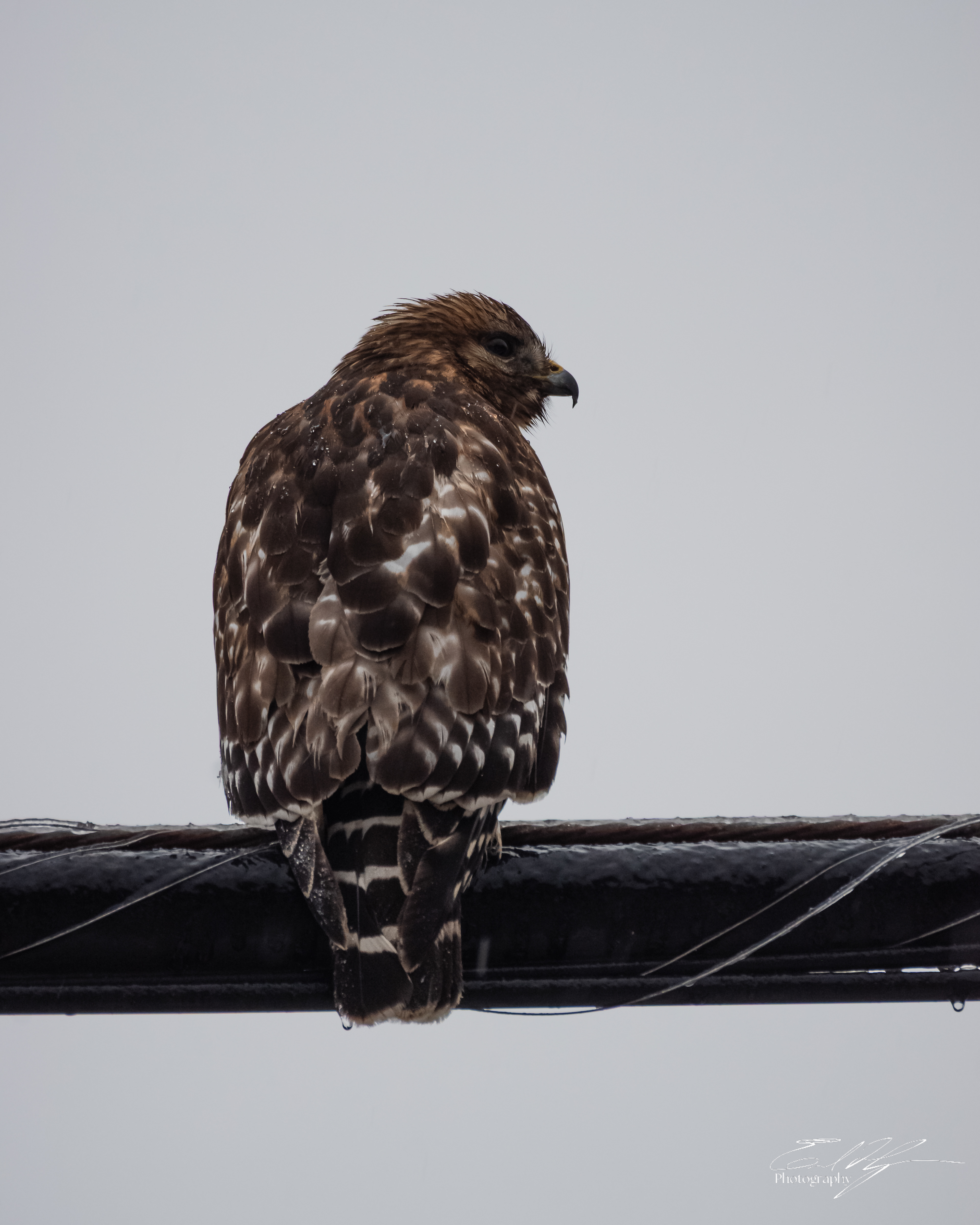 Hawk January 2026 II