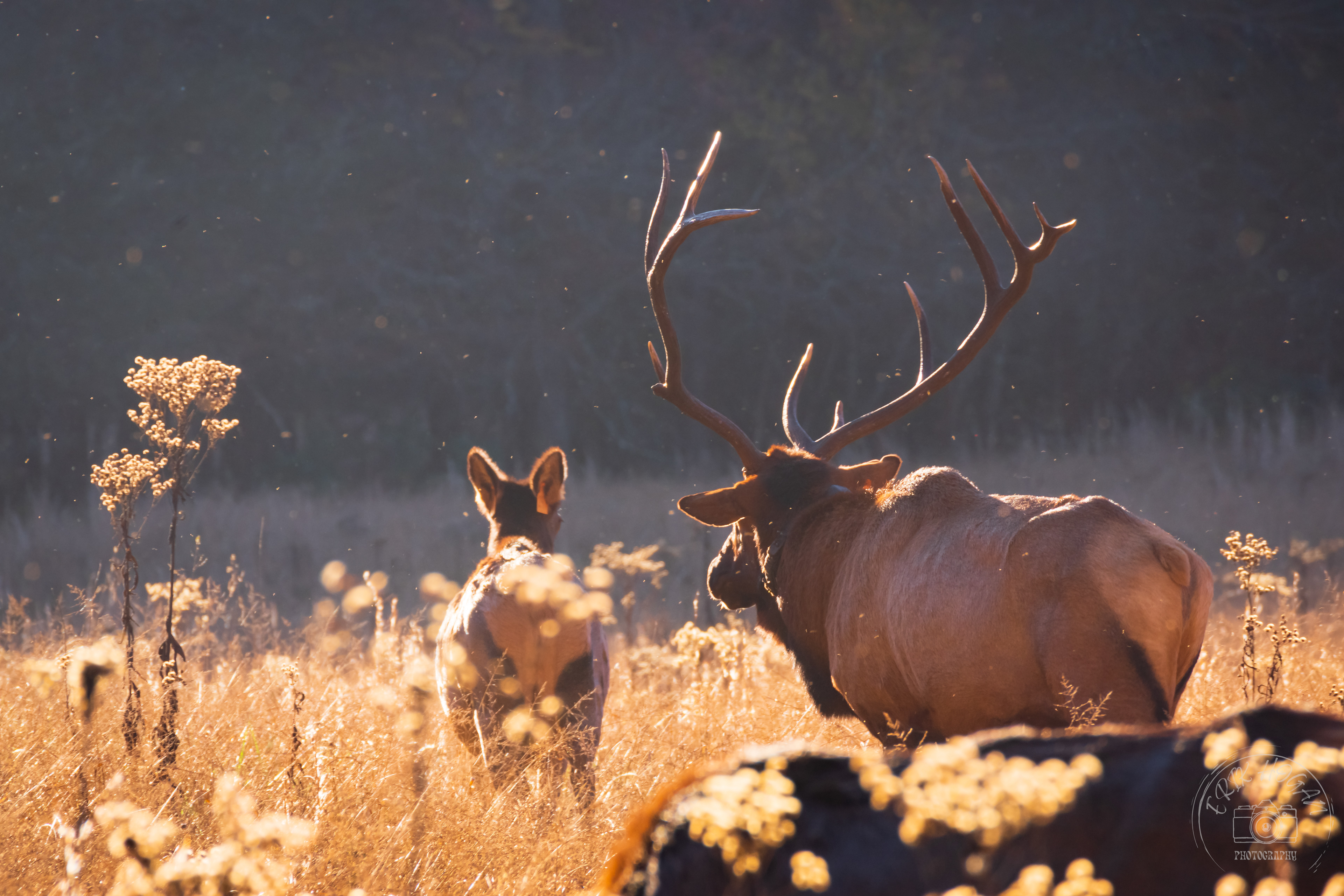 Cataloochee Valley October 2022   VIII