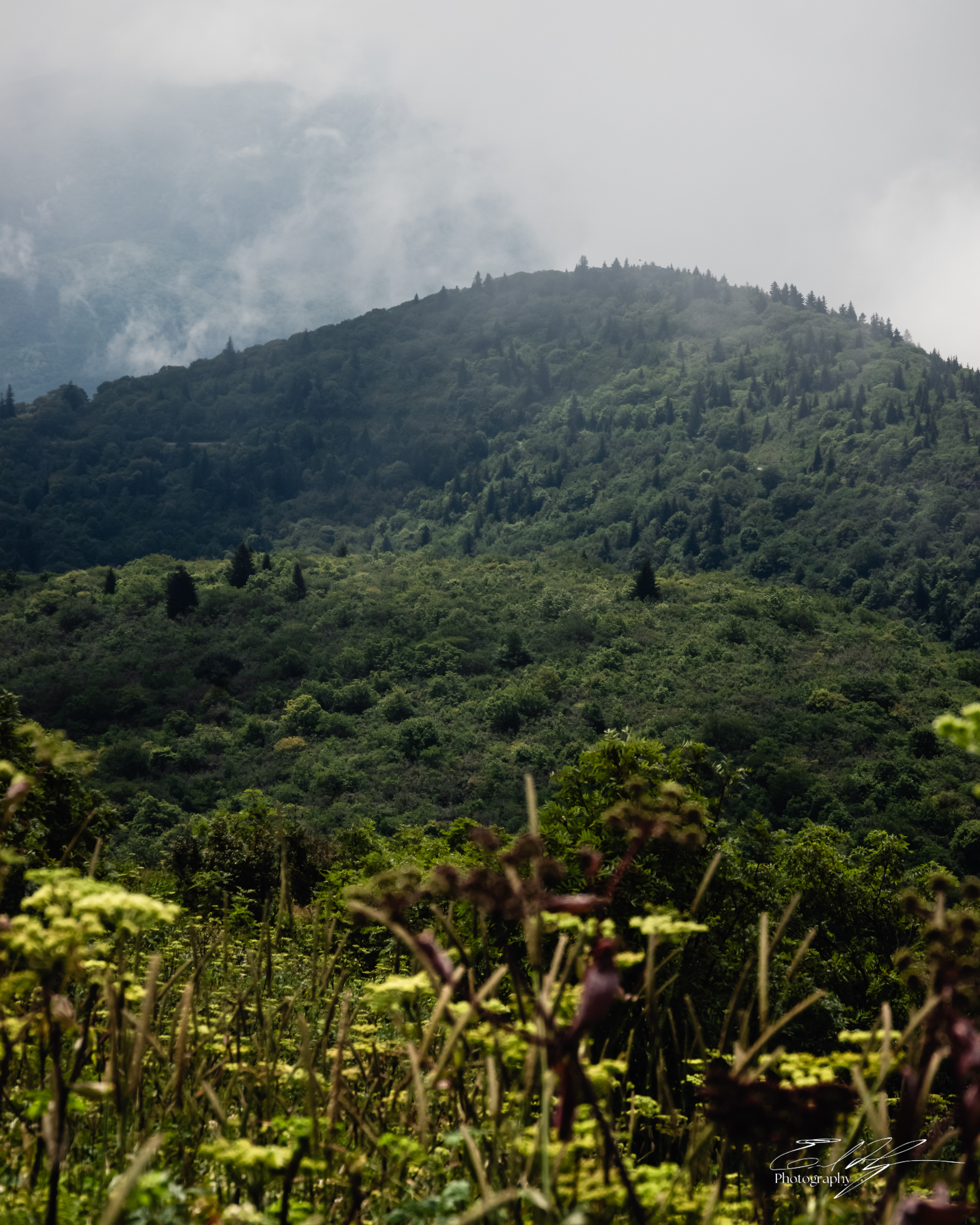 Black Balsam August 2025 III