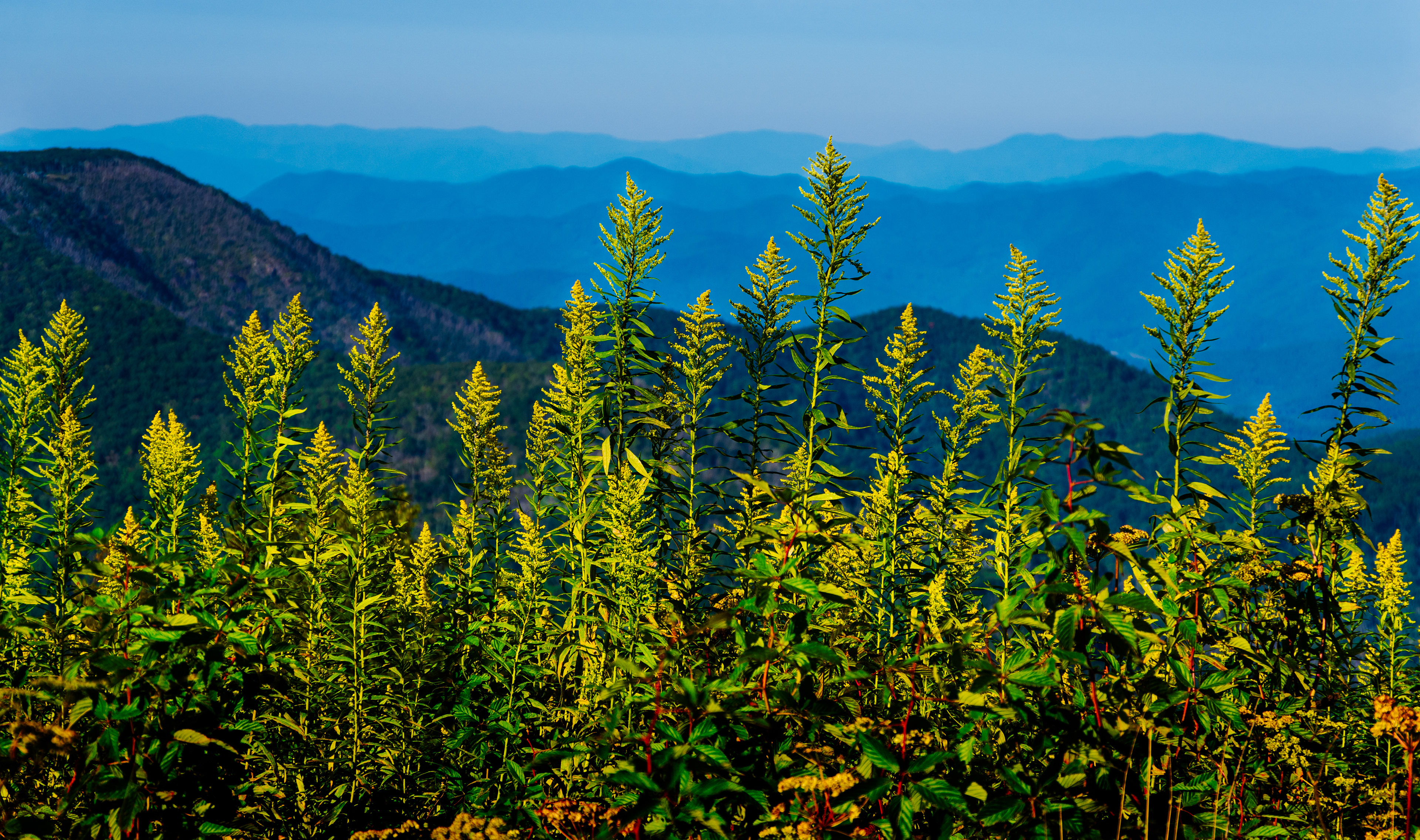 Silar Bald September 2021   I