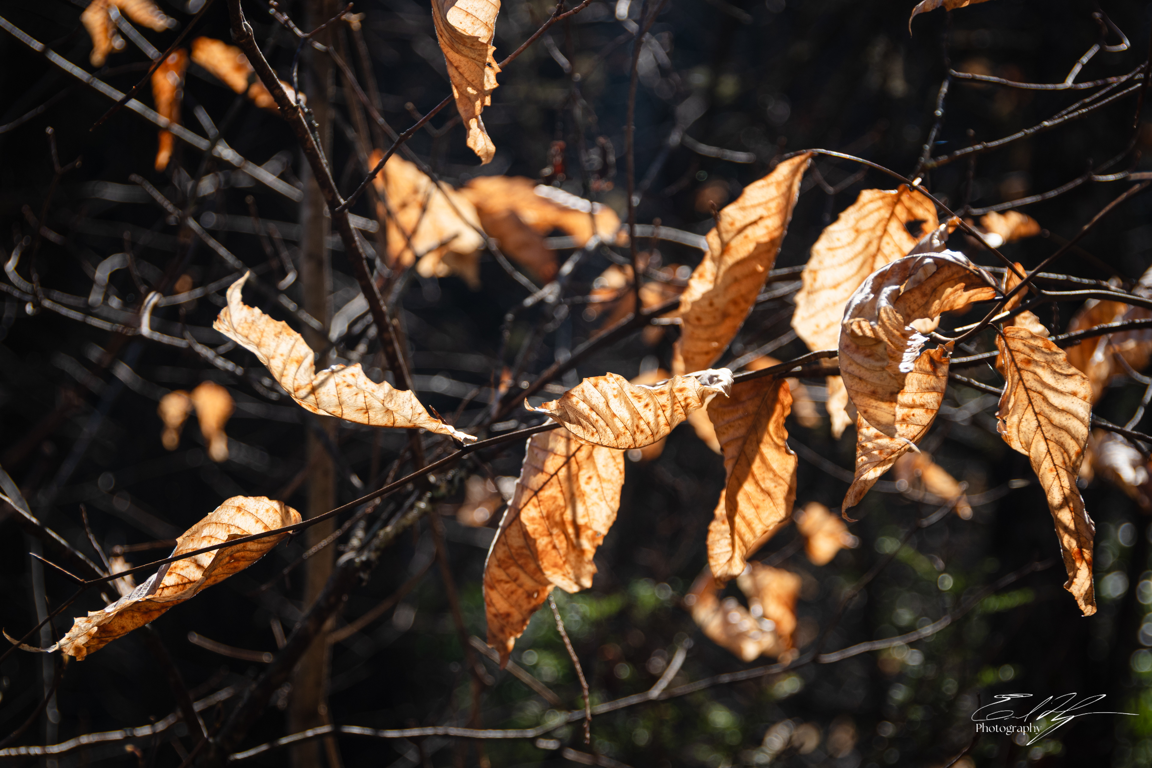 Beech Leaves February 2026