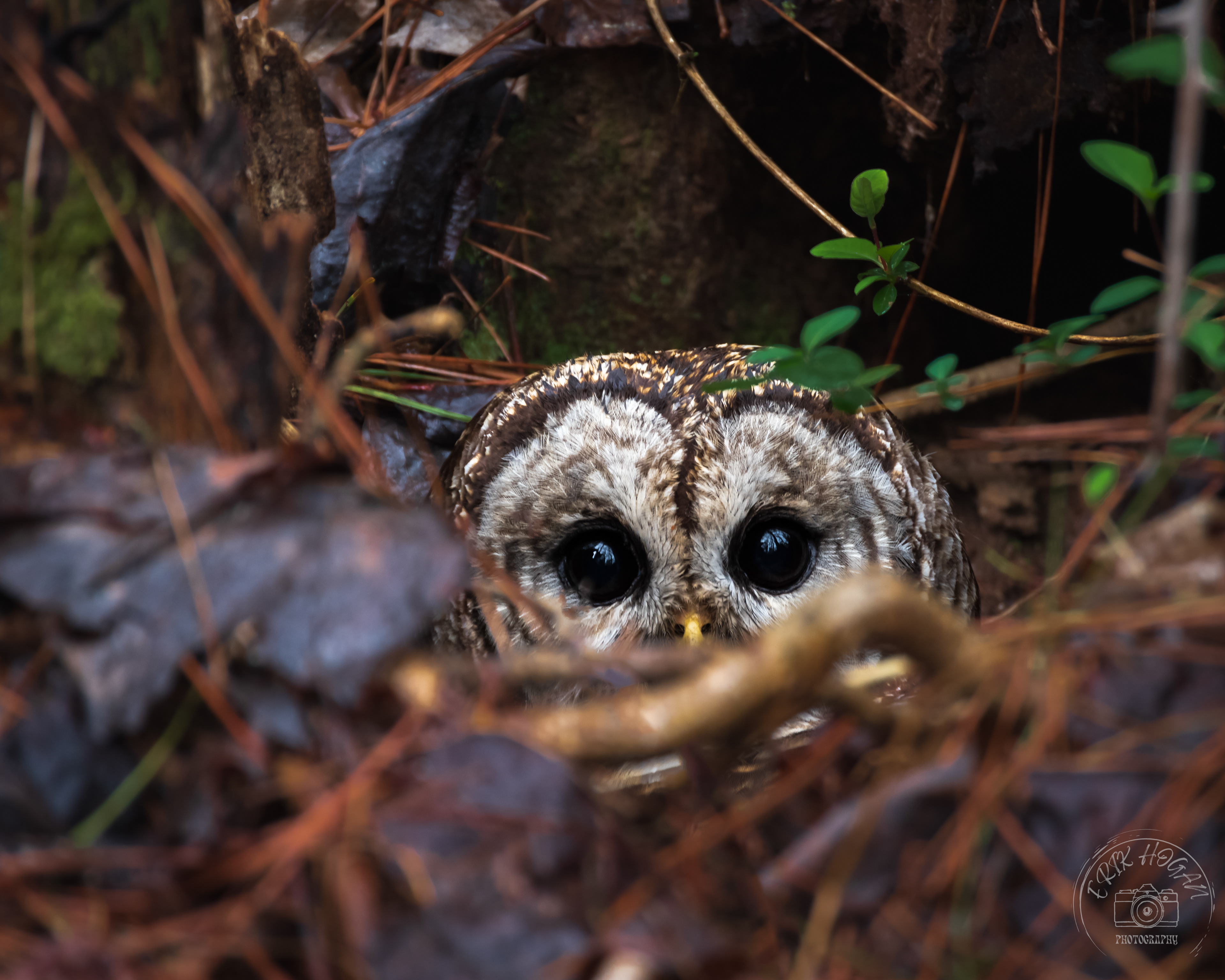 Nowhere Rd Barred Owl March 2023   I