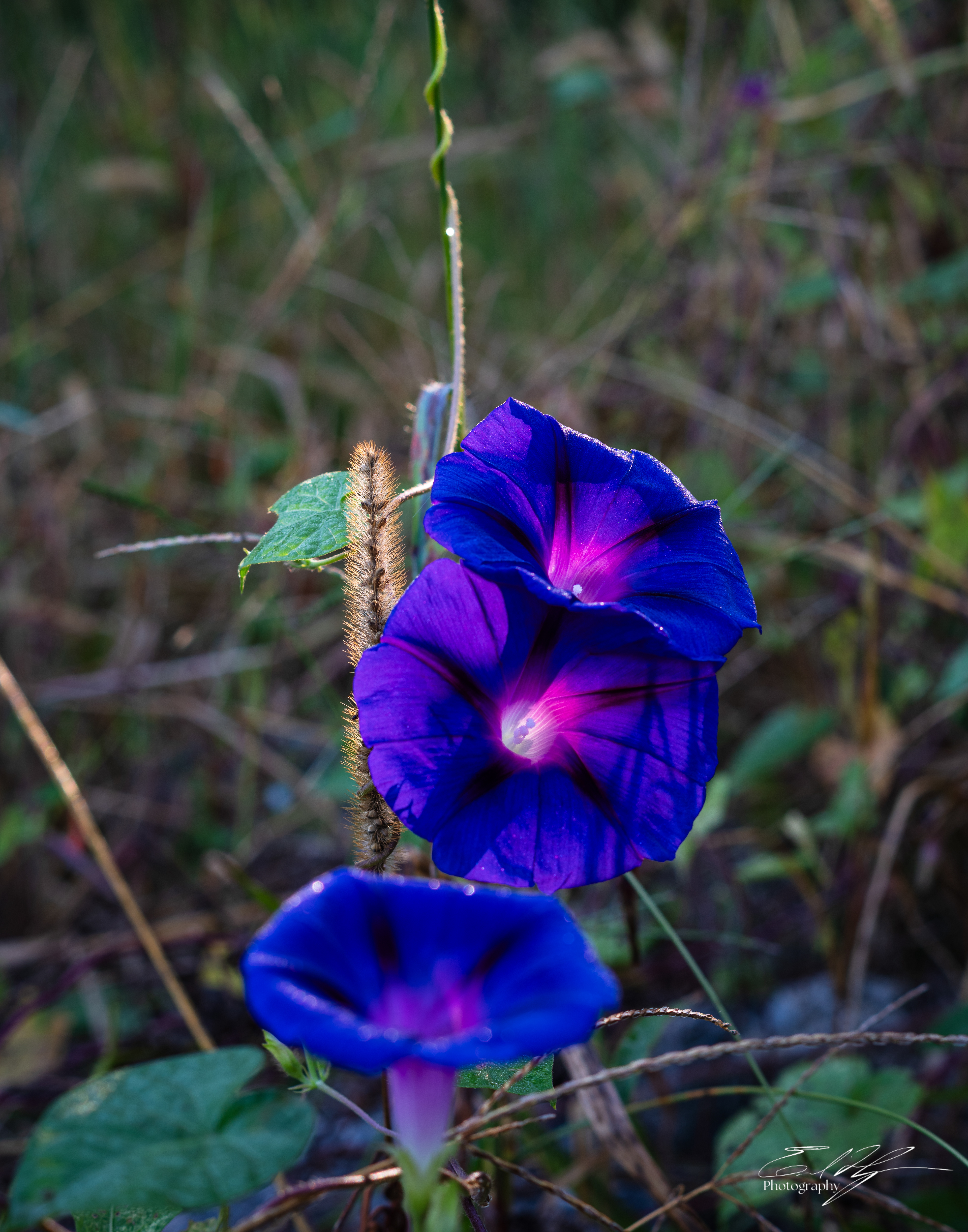 Morning Glory September 2025 II
