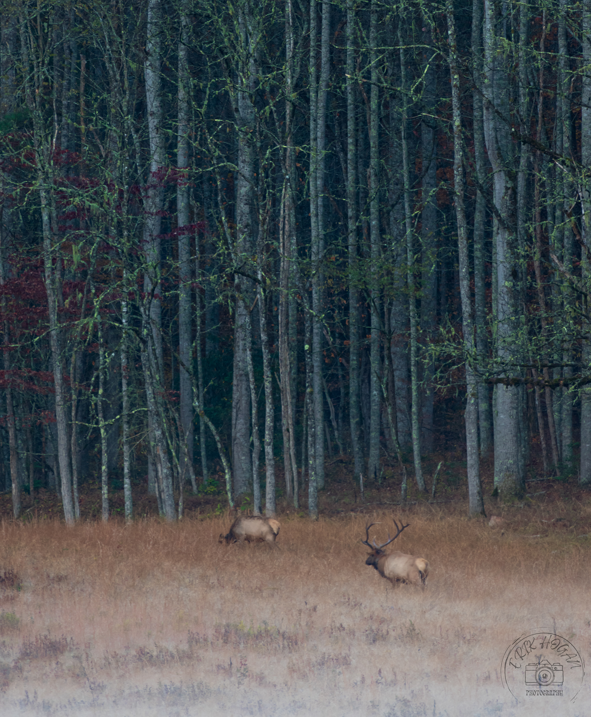 Cataloochee Valley October 2022   XXIII