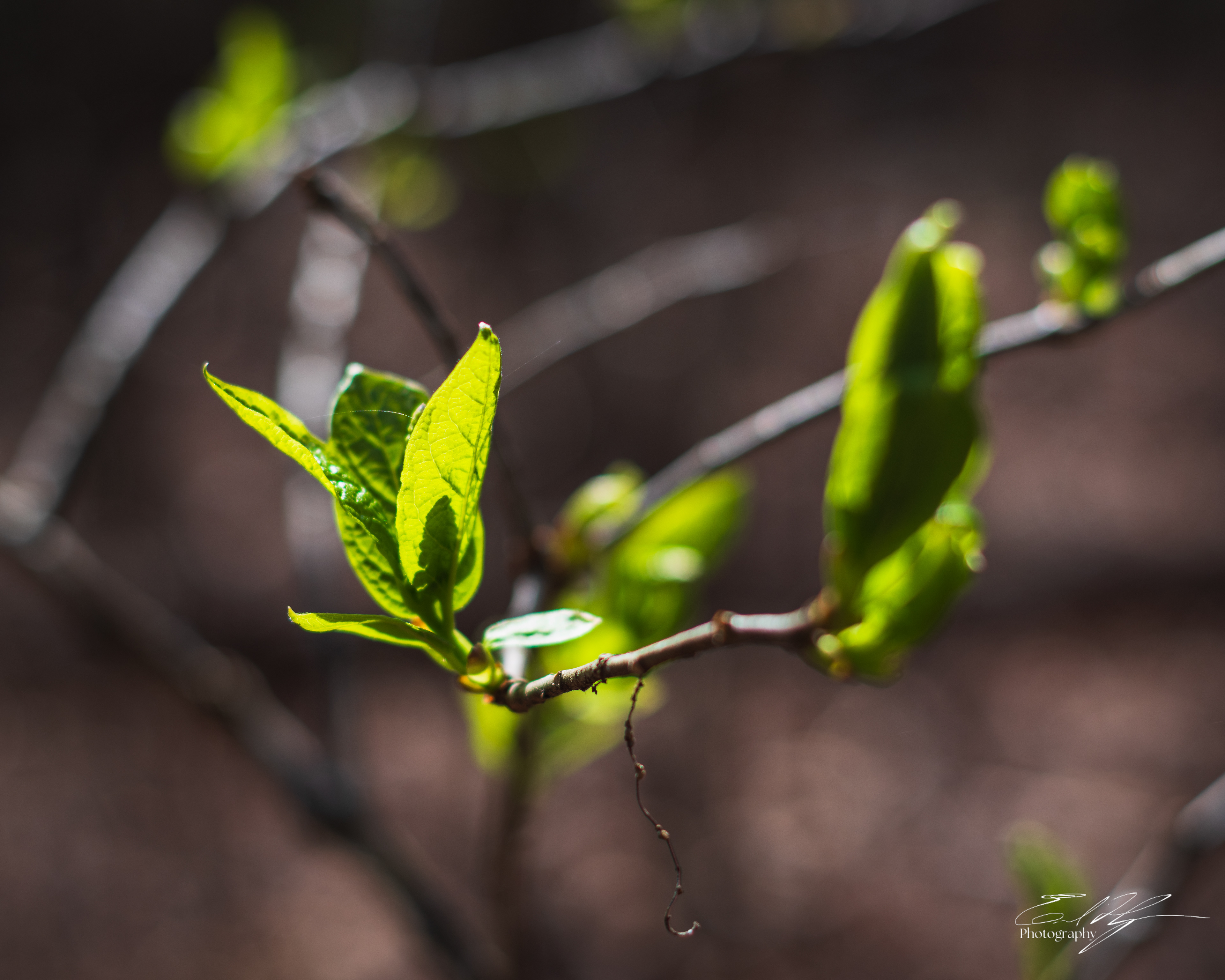 Early Spring 2025   XVI