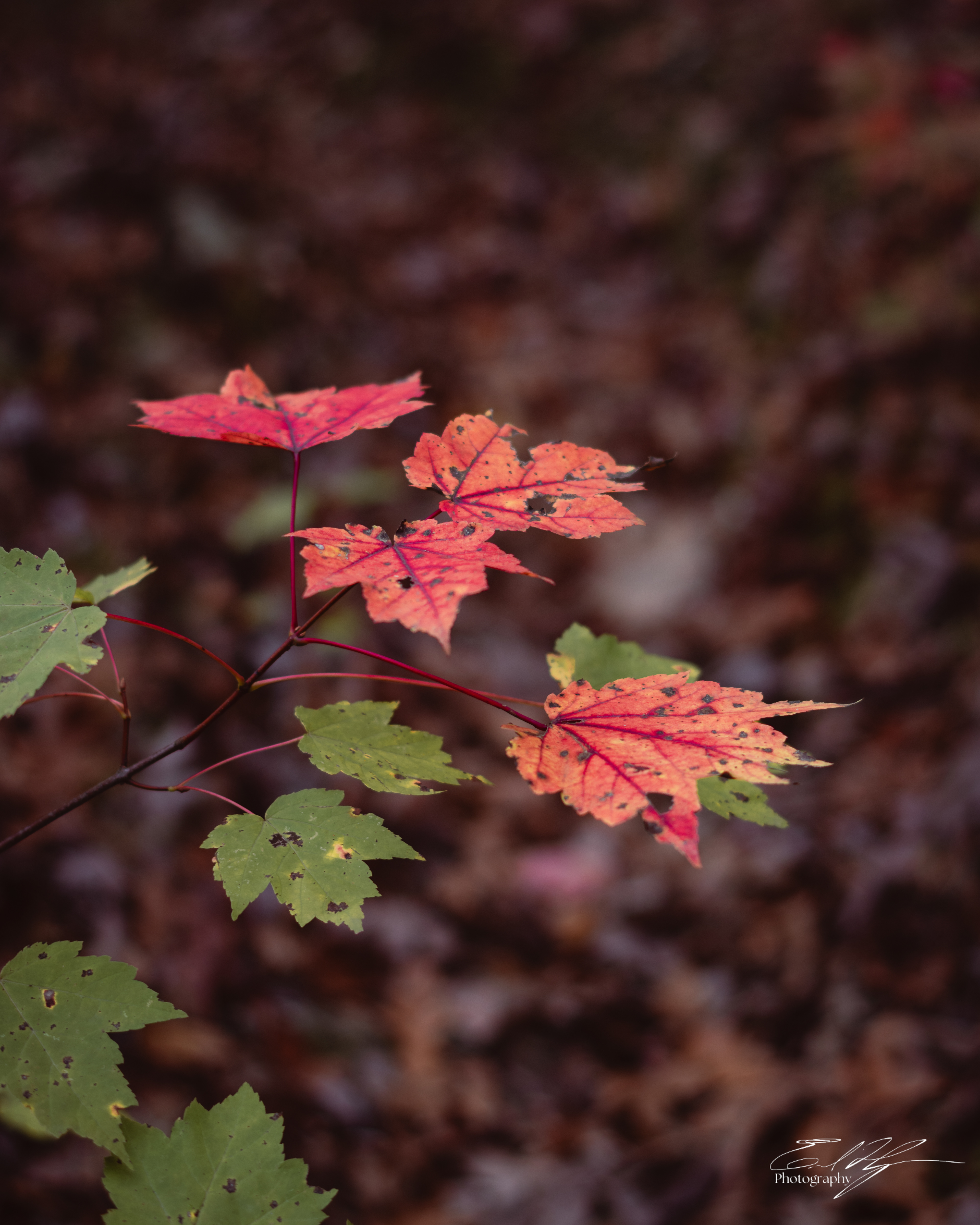 Pin-Chin-Sky Loop November 2024   V