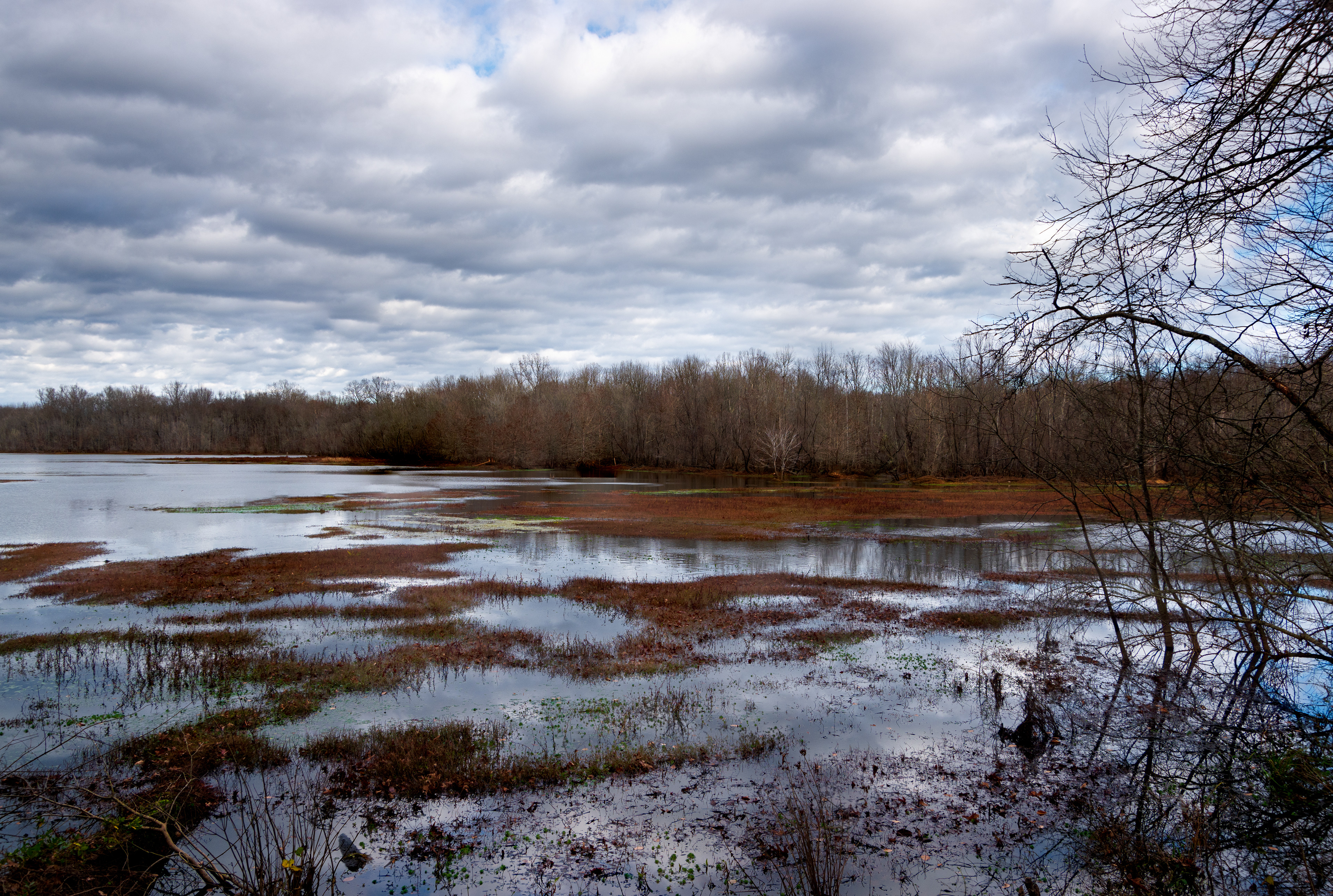 Dyar's Pasture December 2021   III